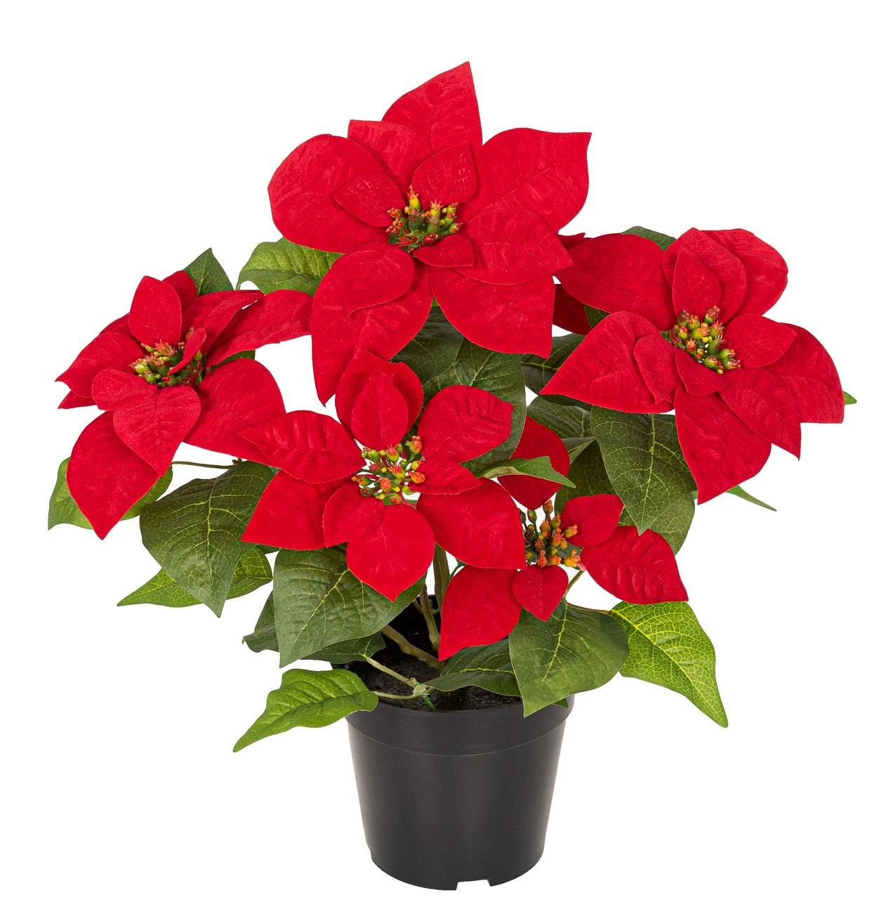 Velvet-Poinsettia x 6 im Topf 48cm Blütenkopf Ø ca. 11/18cm Ø gesamter Topf ca. 30cm Farbe: rot