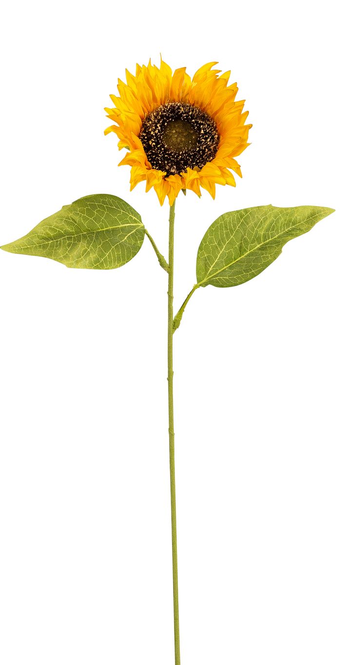 Sonnenblume 67cm Blütenkopf Ø ca. 13cm Farbe: gelb