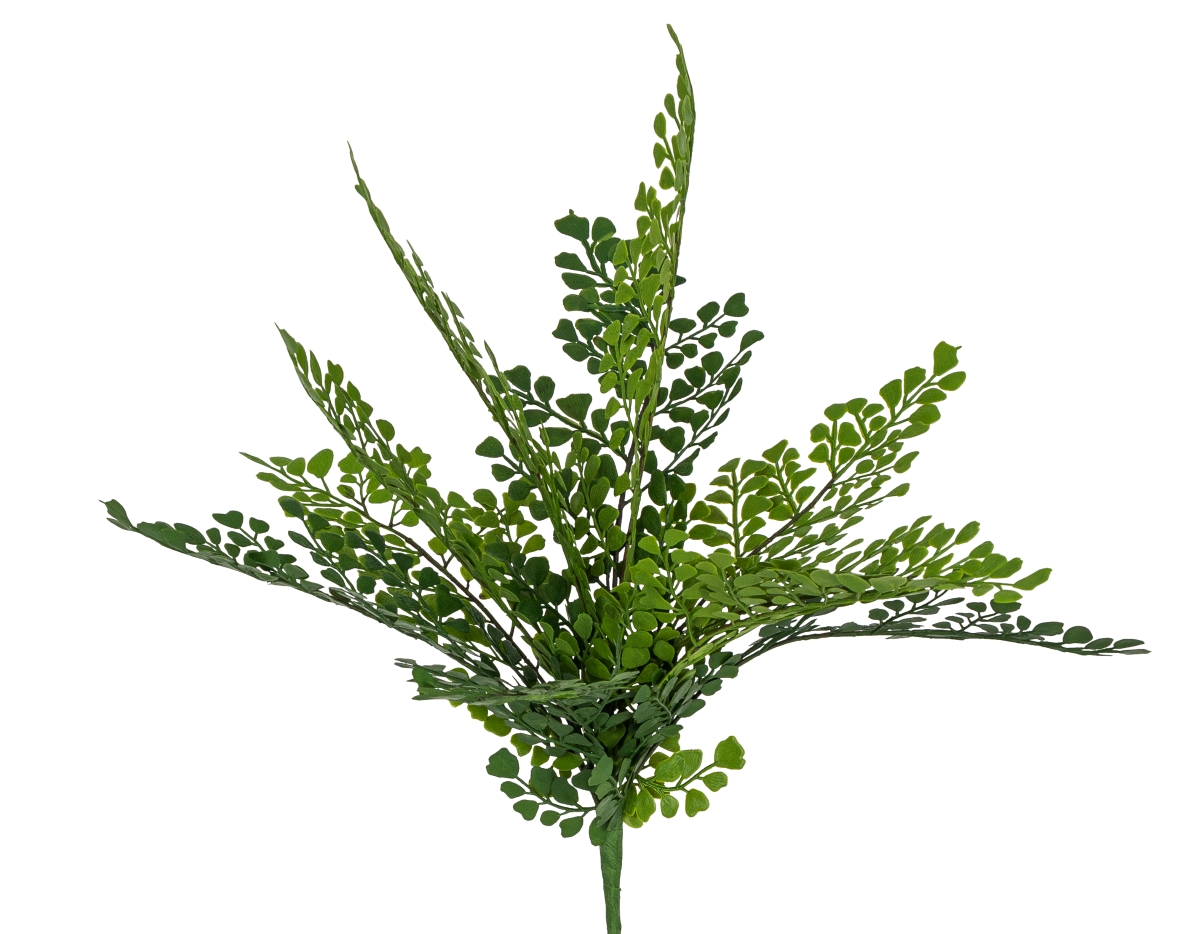 Adiantumbusch x 11 36cm Farbe: grün-gemischt