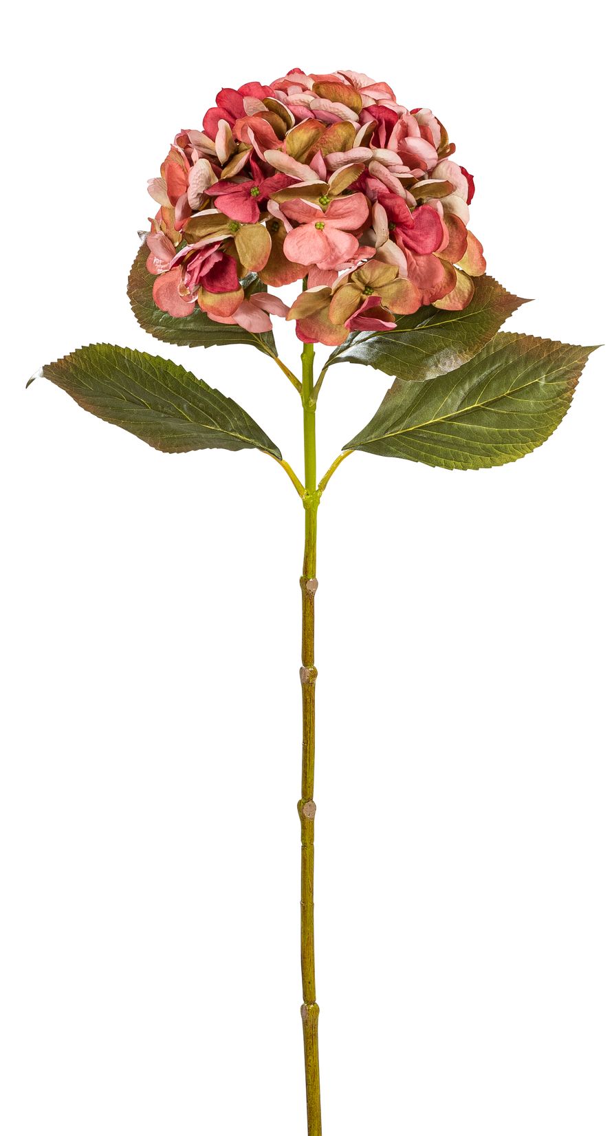 Hortensie 70cm Blütenkopf Ø ca. 18cm Farbe: altrosé-grün