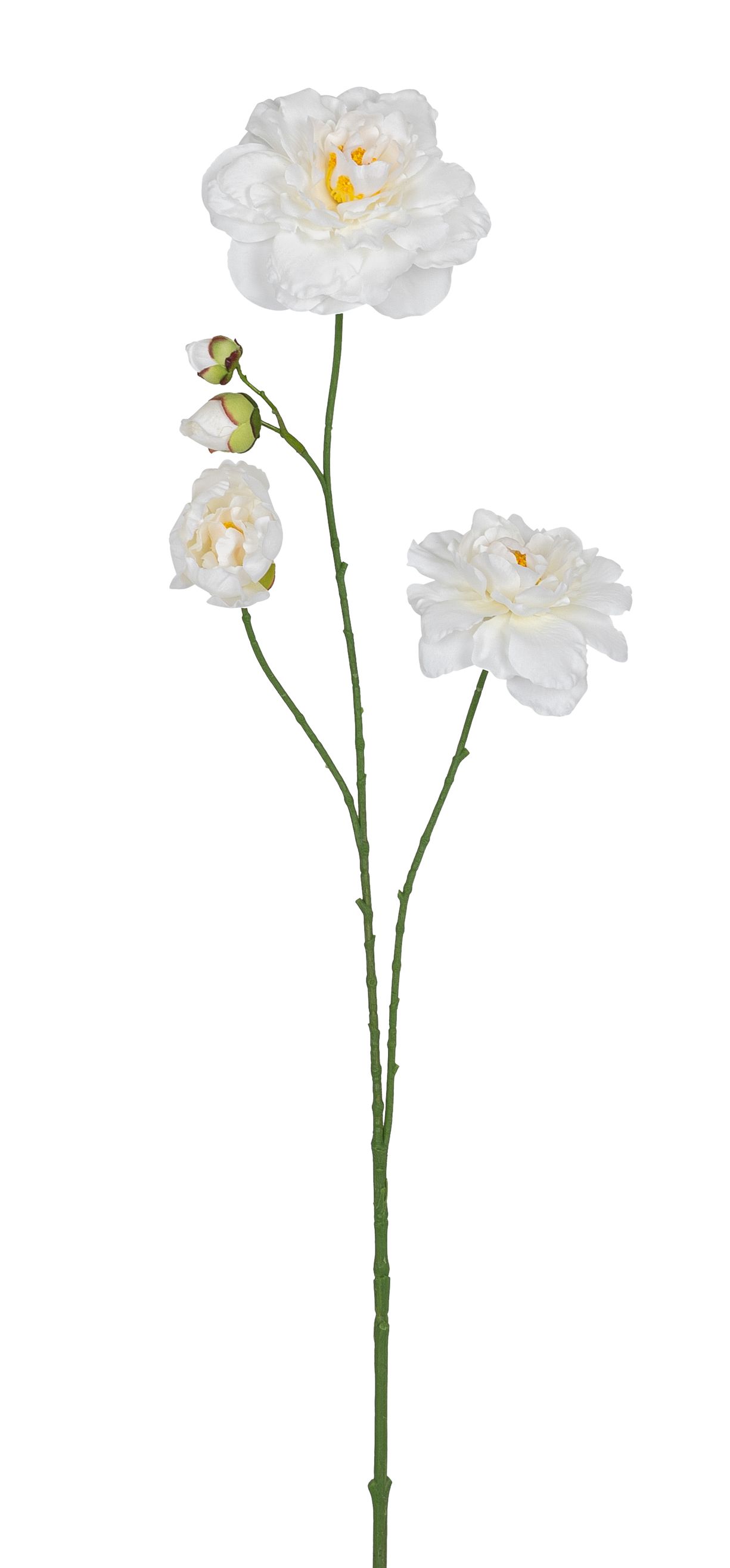 Kamelienrosenzweig x 3 90cm Blütenkopf Ø ca. 4,5/10/12,5cm Farbe: elfenbein