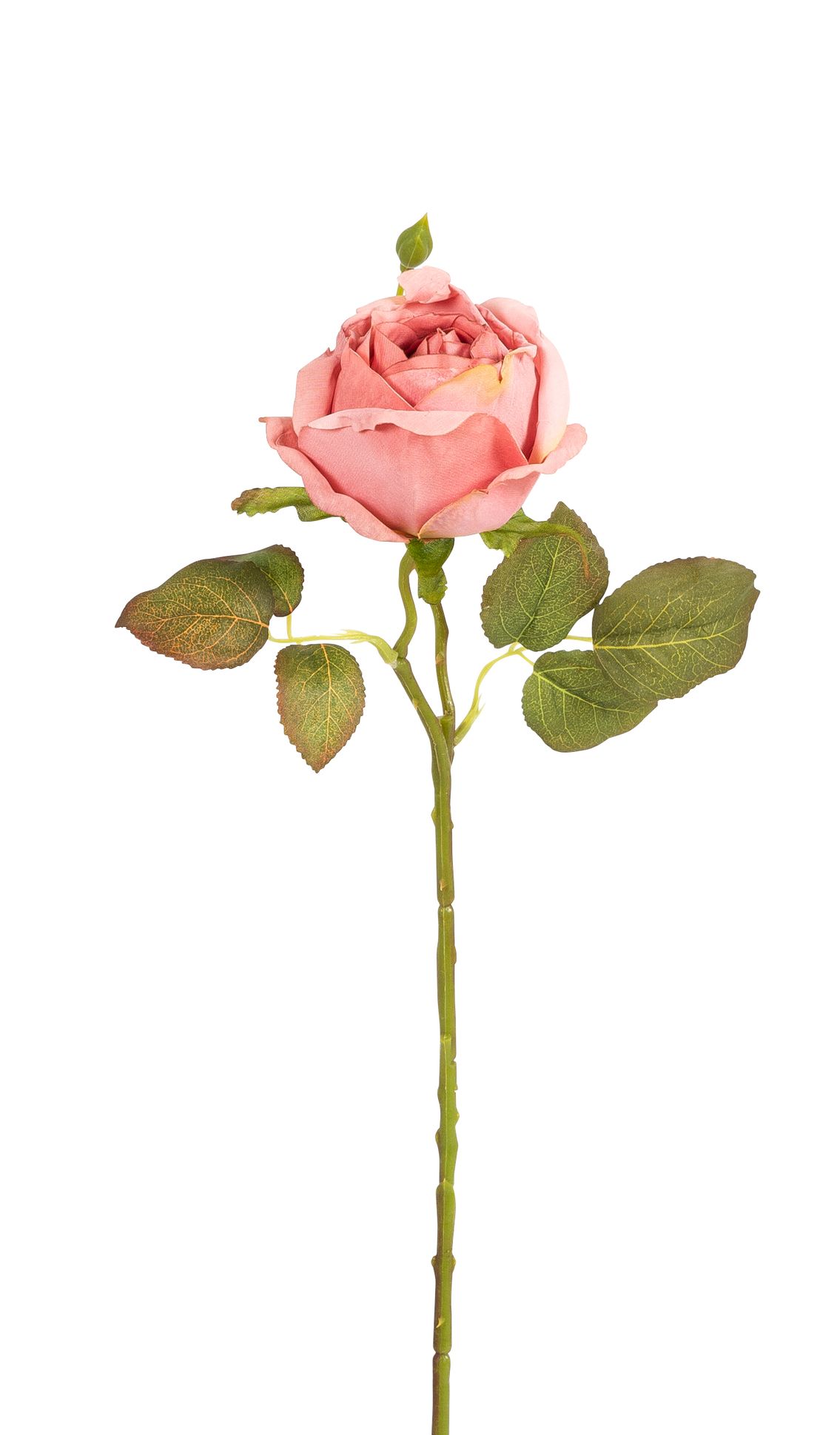 Edelrose 45cm Blütenkopf Ø ca. 9cm Farbe: altrosé
