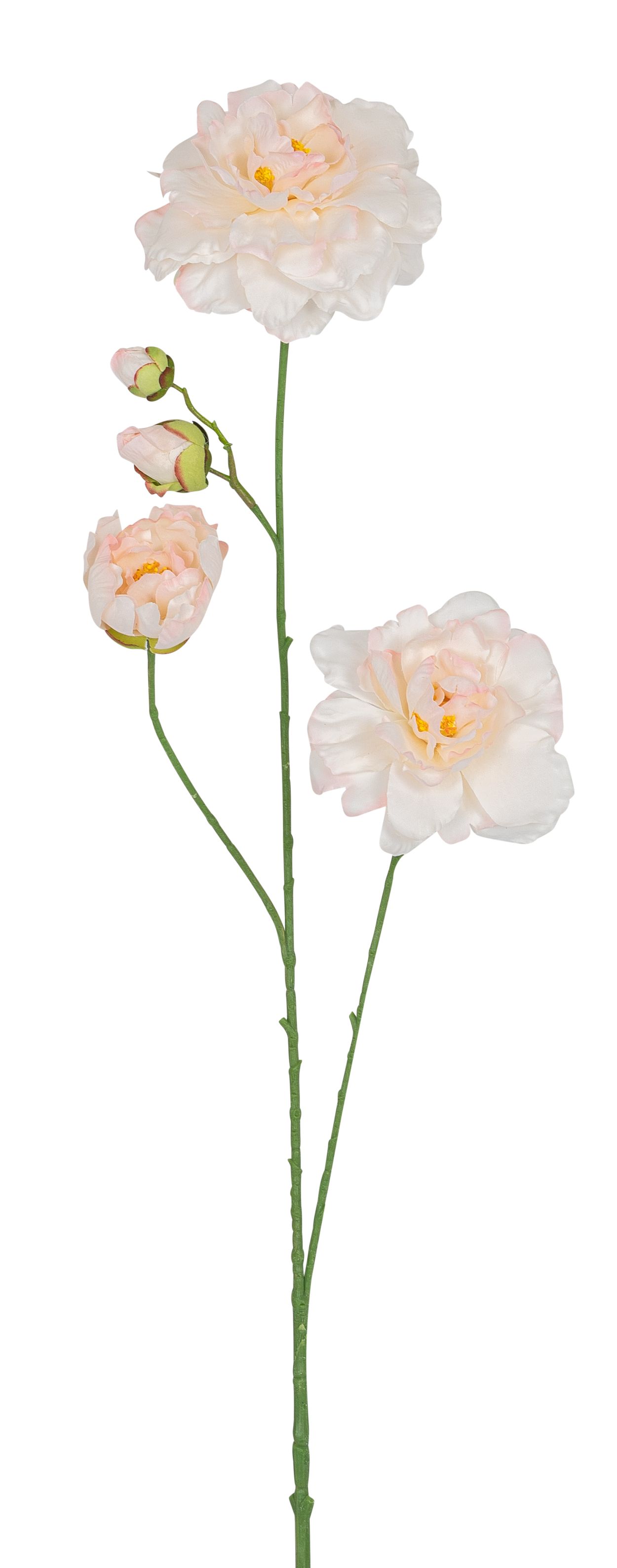 Kamelienrosenzweig x 3 90cm Blütenkopf Ø ca. 4,5/10/12,5cm Farbe: lachs