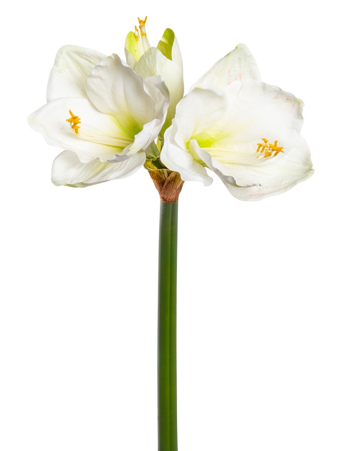 Amaryllis x 3 68cm Blütenkopf Ø ca. 5/11cm Farbe: weiß-grün