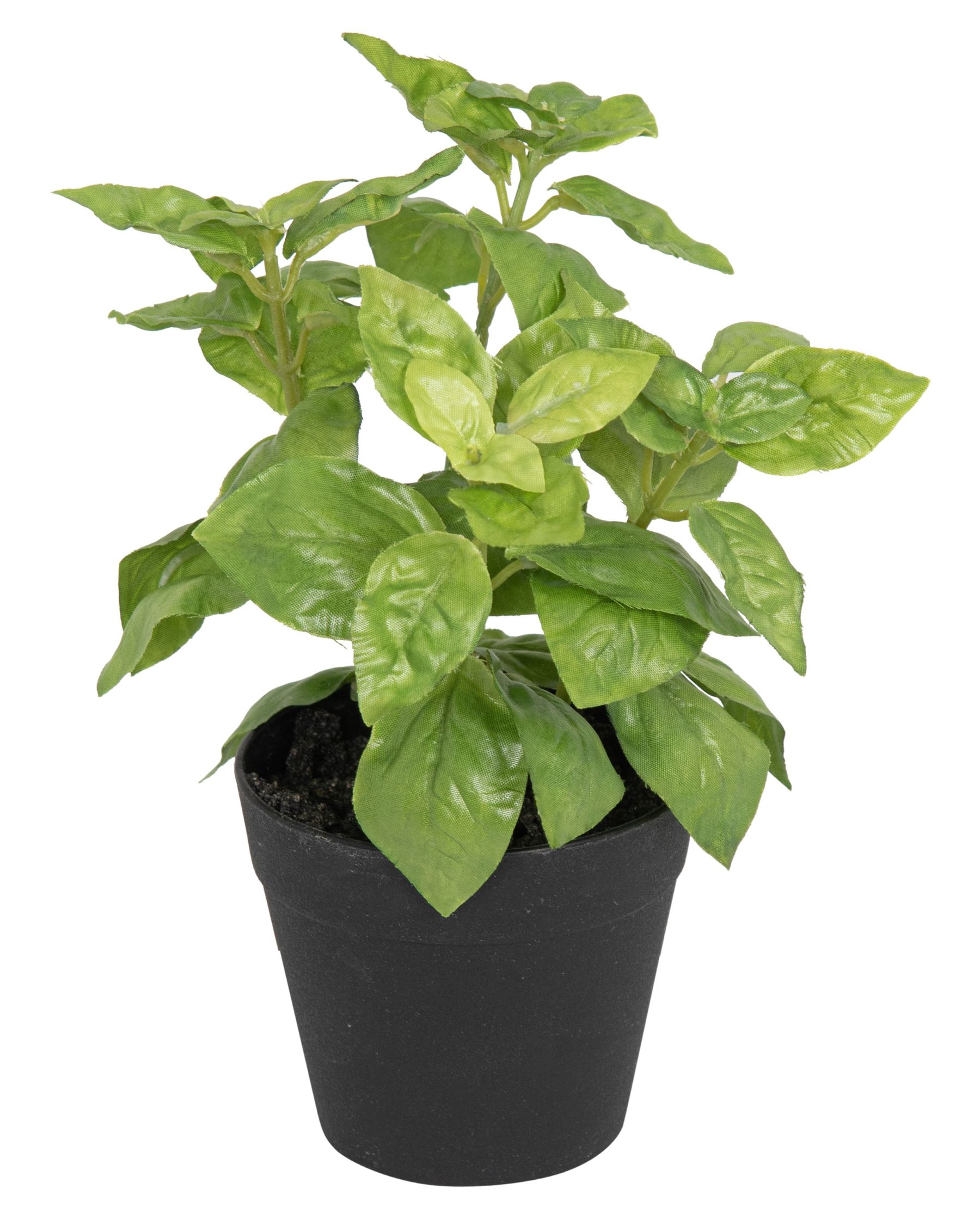 Basilikumtöpfchen 20cm Topf: Höhe ca. 7,5cm Ø oben ca. 9cm Ø unten ca. 6cm Farbe: grün