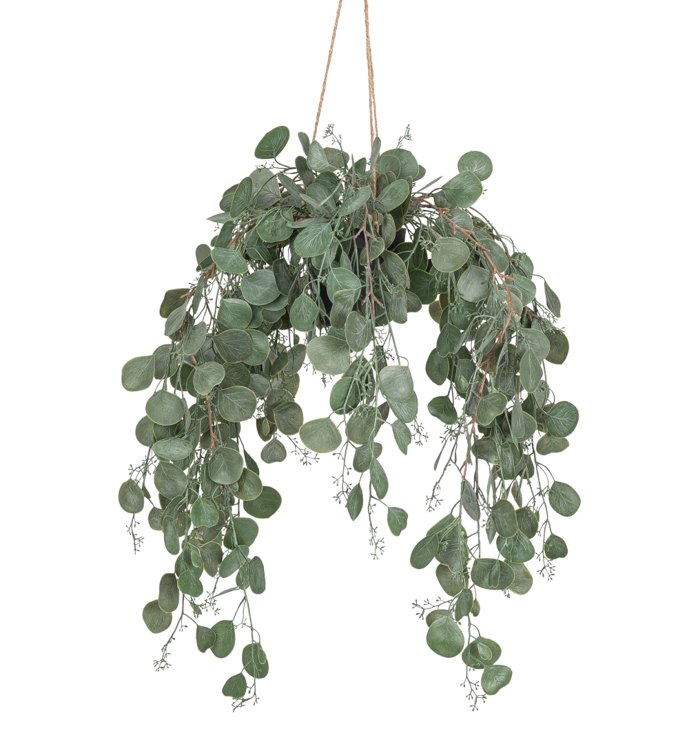 Eukalyptus hängend x 6 im Topf 61cm Topf: Höhe ca. 10cm Ø oben ca. 11cm Ø unten ca. 7cm Farbe: grün