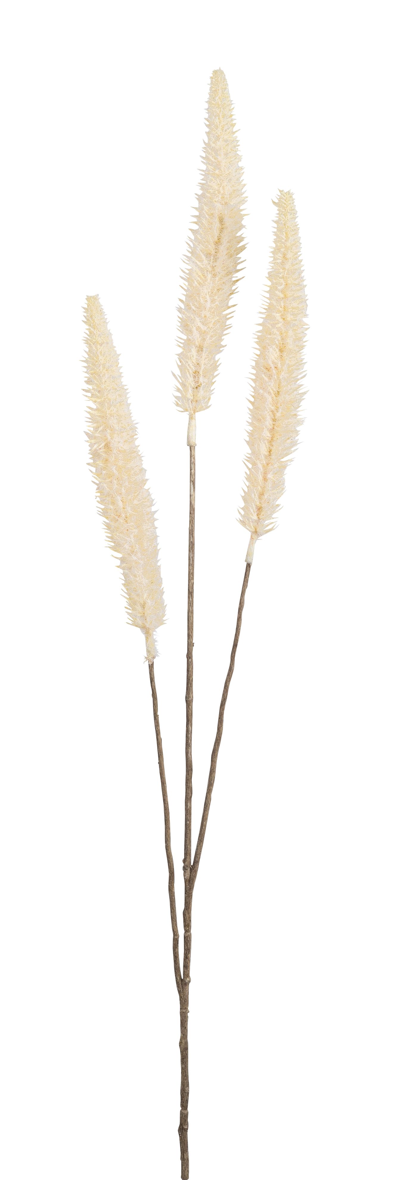 Fuchsschwanzgras x 3 92cm Farbe: creme