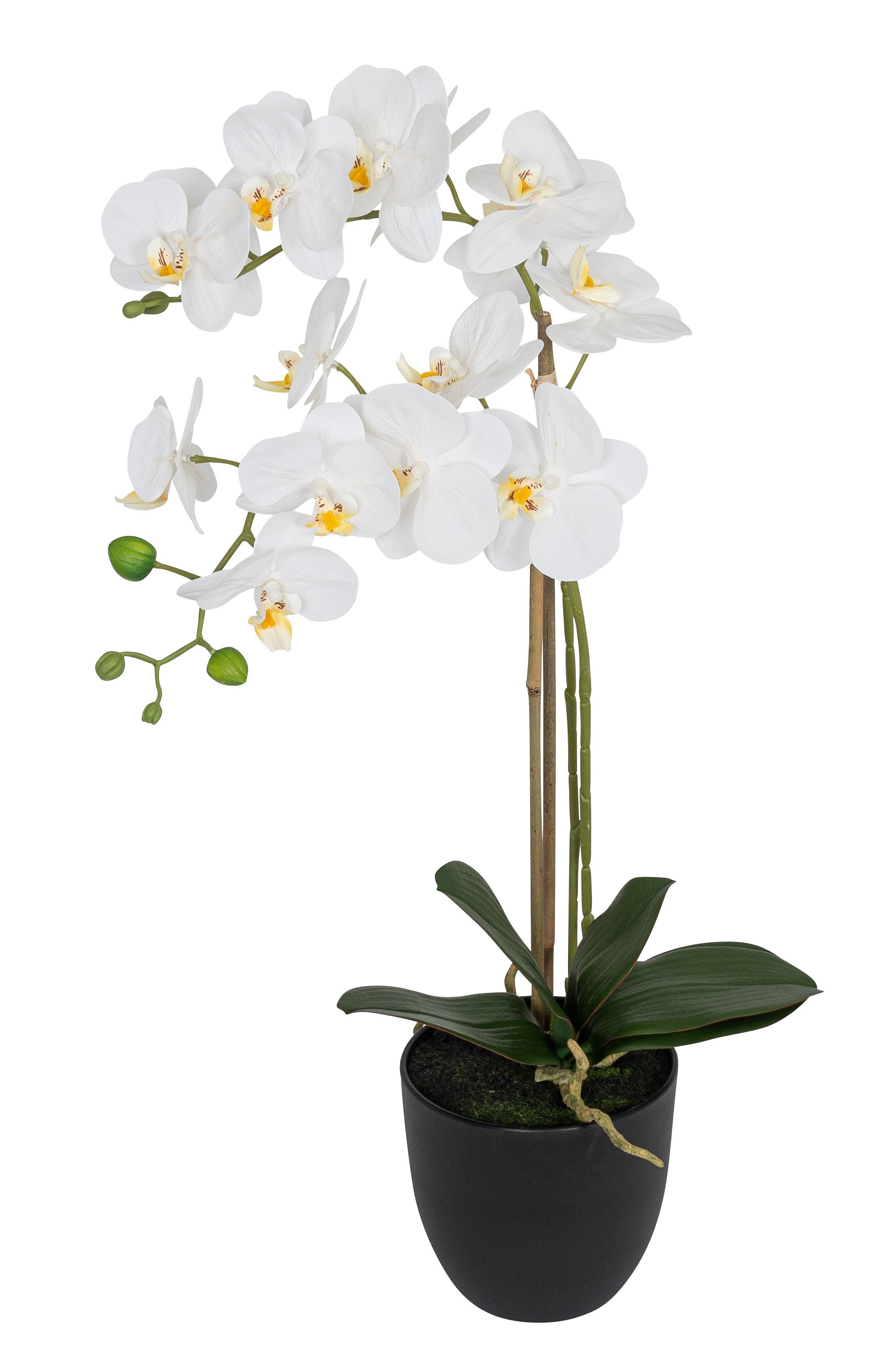 Phalaenopsis 2-fach im Topf 61cm Blütenkopf Ø ca. 8/9cm Topf: Höhe ca. 13,0cm Ø oben ca. 13,5cm Ø unten ca. 8,0cm Farbe: weiß-gelb