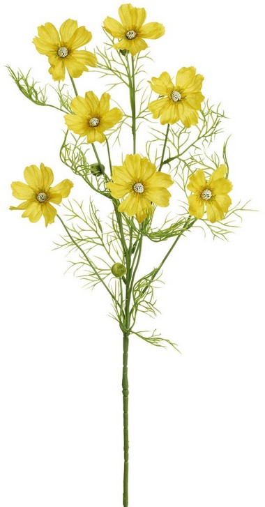 Cosmea x 7 68cm Blütenkopf Ø ca. 6cm Farbe: gelb