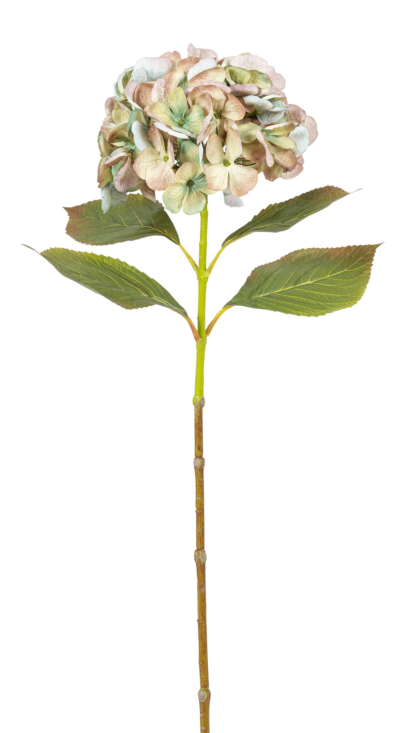 Hortensie 70cm Blütenkopf Ø ca. 18cm Farbe: grün