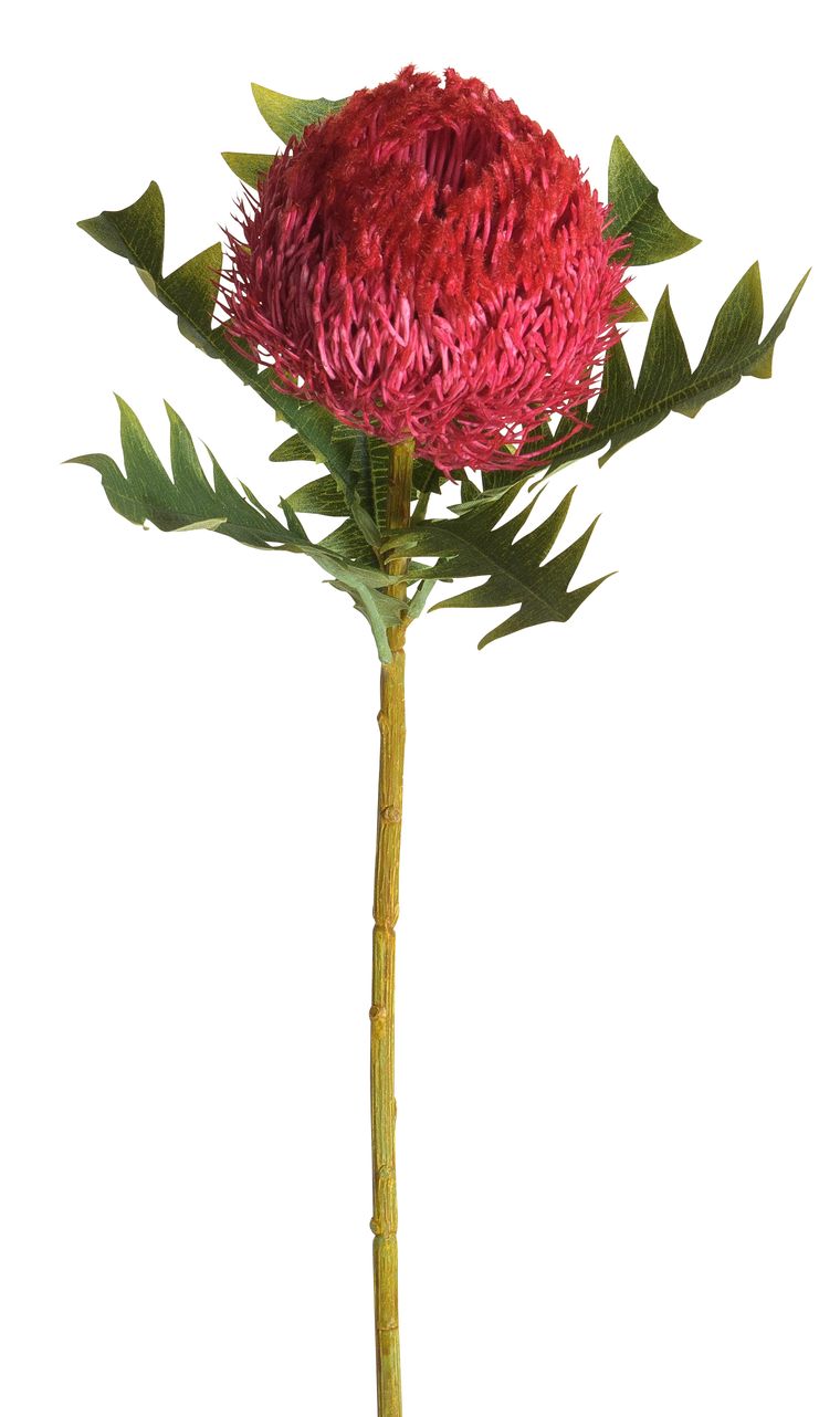 Banksia 68cm Blütenkopf Ø ca. 9cm Farbe: cerise