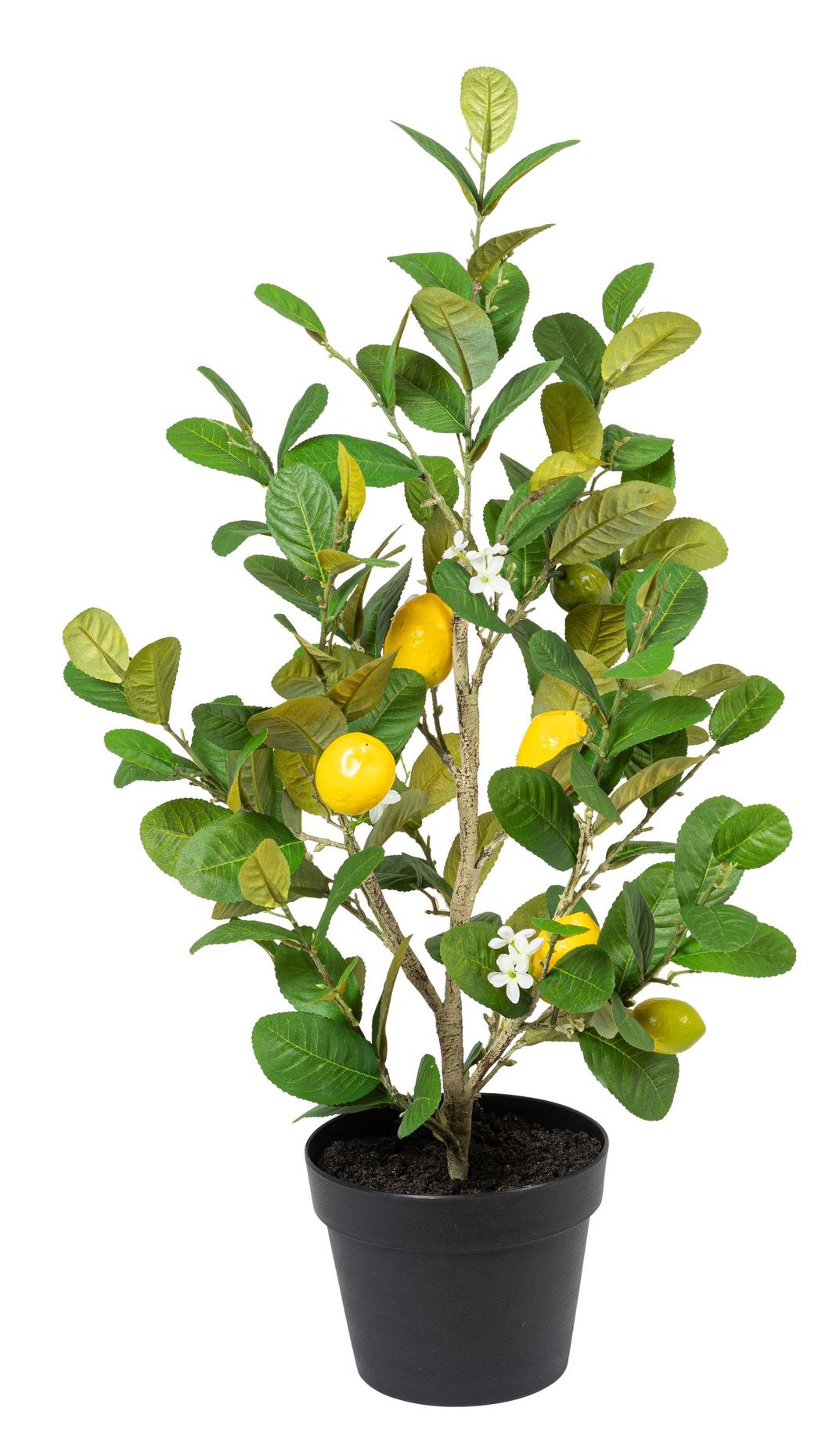 Zitronenbaum x 7 im Topf 77cm Zitrone ca.  4,5/6cm Farbe: gelb