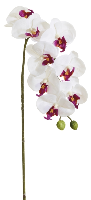 Phalaenopsis x 10 82cm Blütenkopf Ø ca. 7cm Farbe: weiß-lila