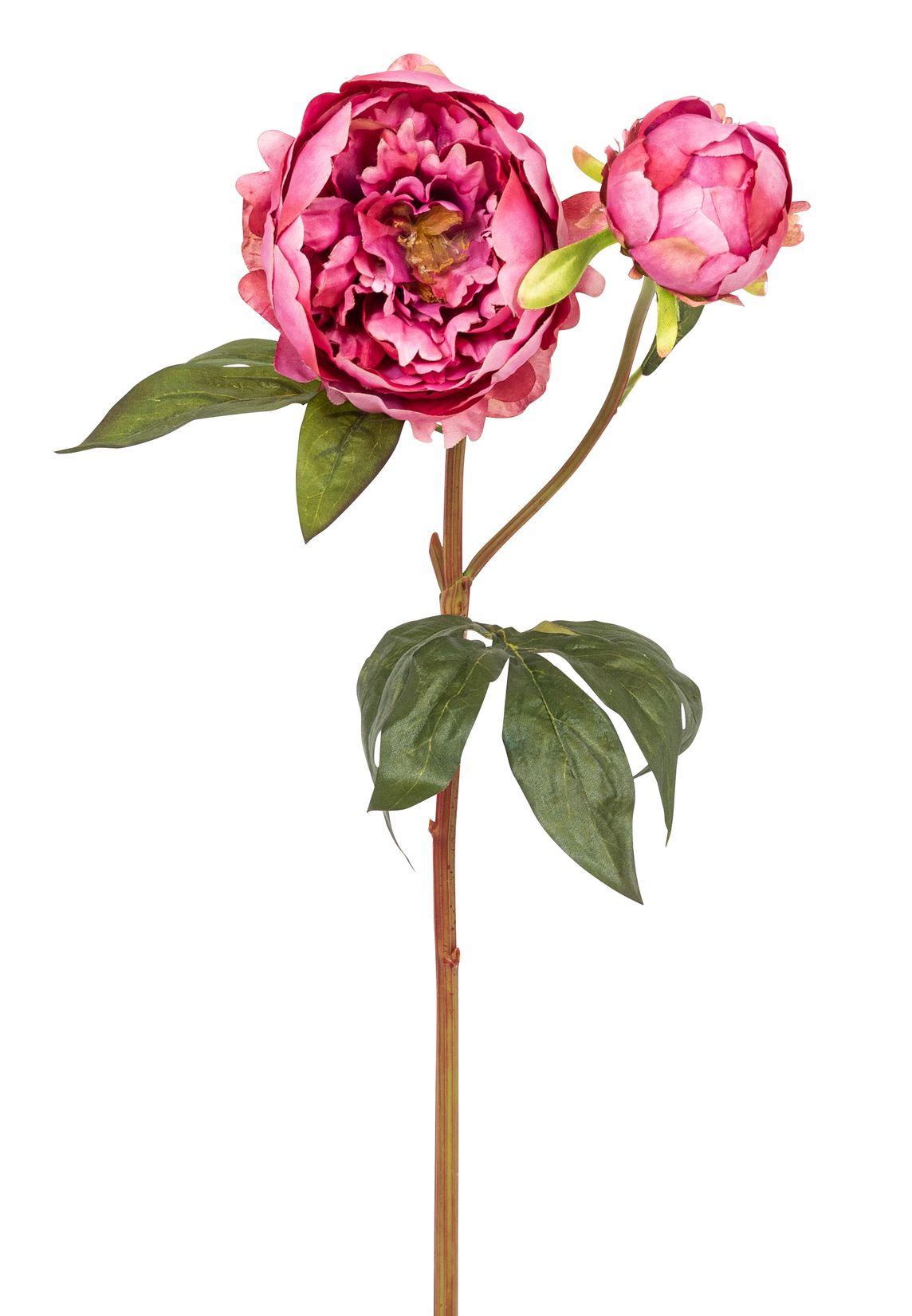 Päonie x 2 57cm Blütenkopf Ø ca. 11cm Farbe: rosenholz