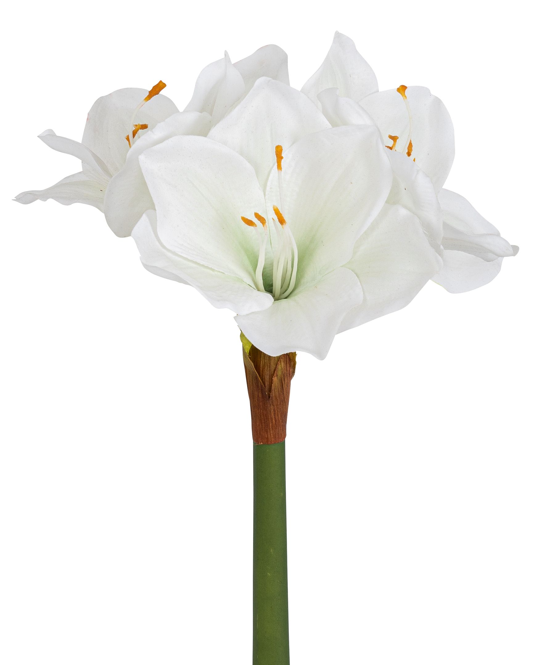 Amaryllis x 3 34cm Blütenkopf Ø ca. 12cm Farbe: weiß