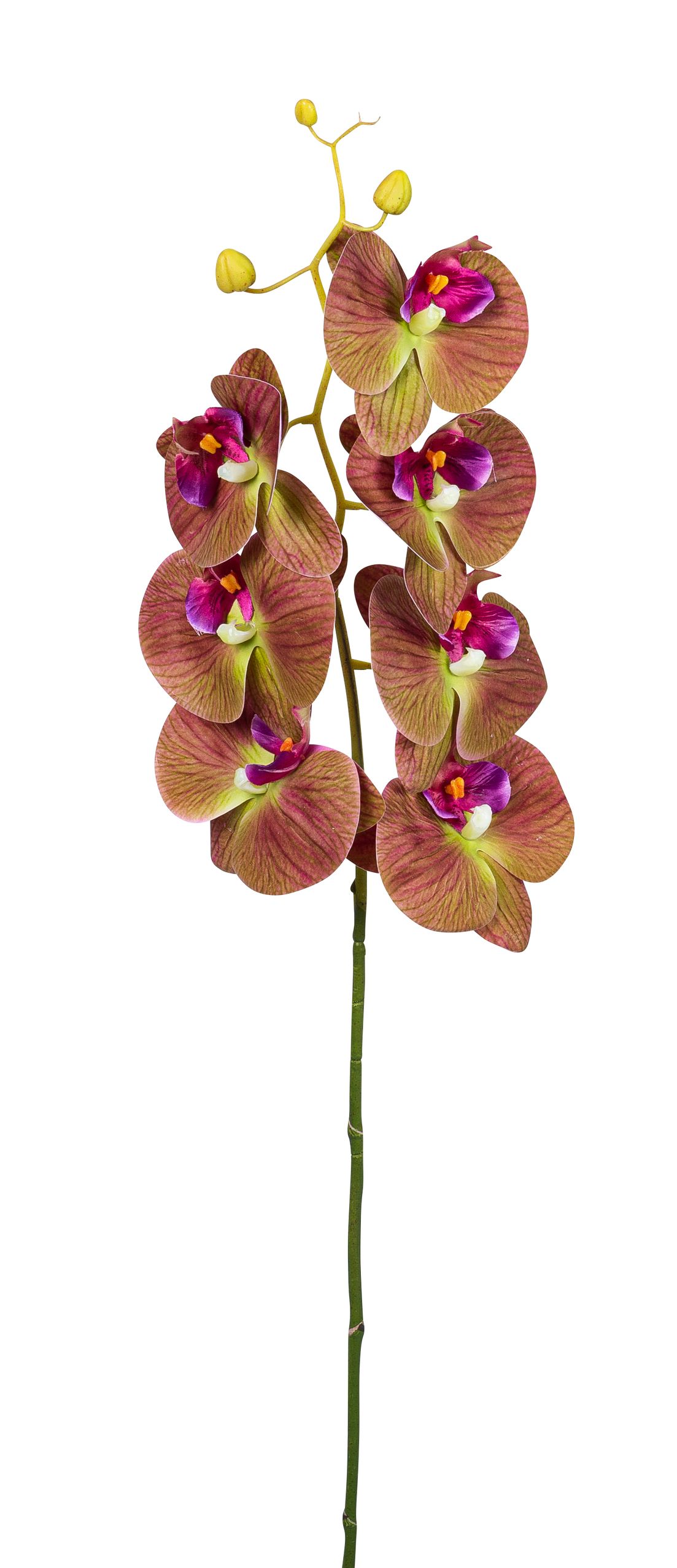 Phalaenopsis x 10 90cm Blütenkopf Ø ca. 8,5/10cm Farbe: burgund-grün
