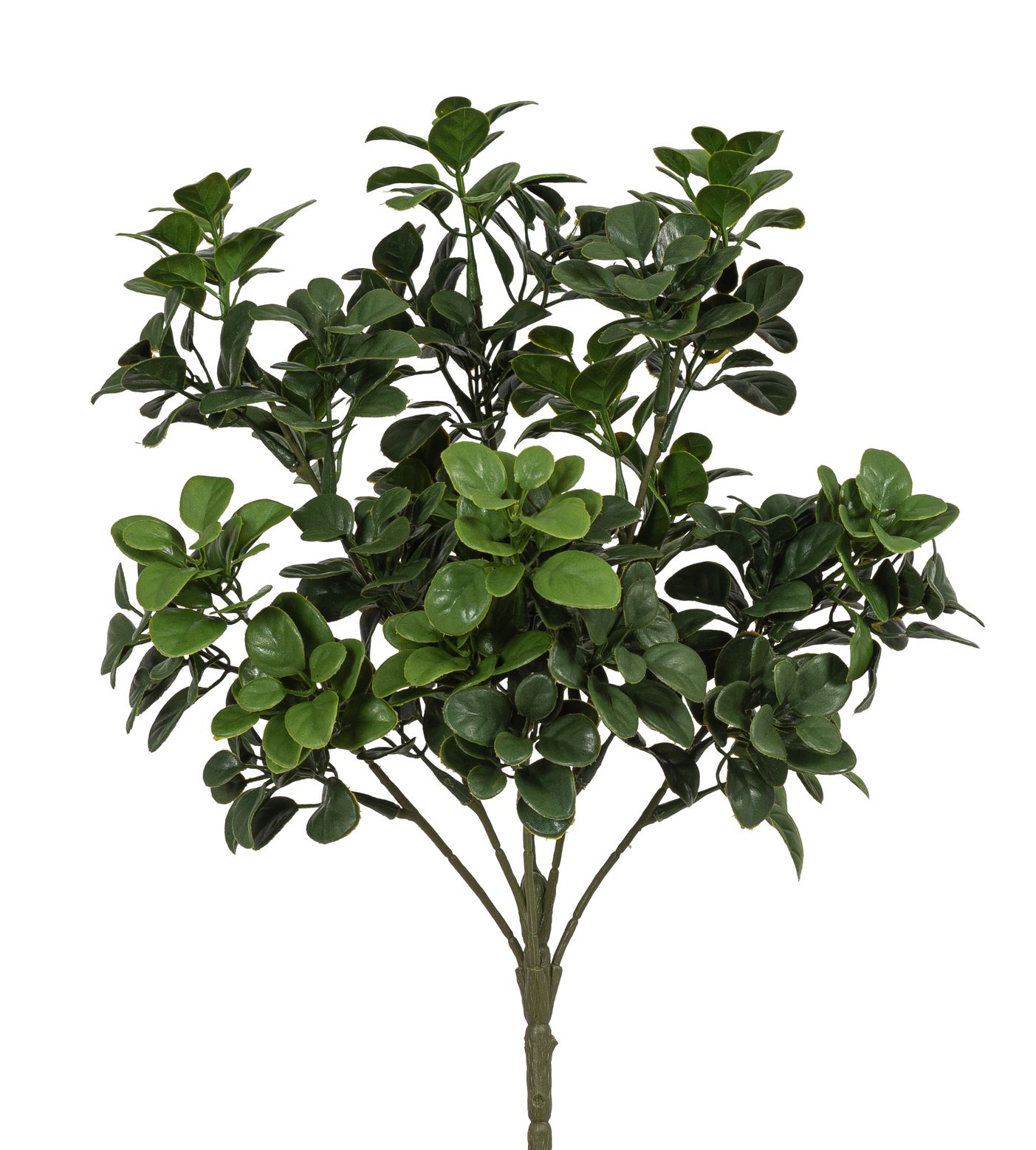 Japanischer Buchsbaumbusch x 6 35cm Farbe: grün