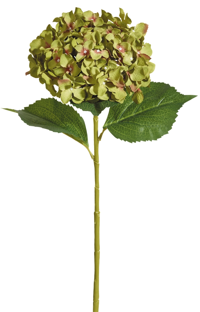 Hortensie 81cm Blütenkopf Ø ca. 18cm Farbe: grün-braun