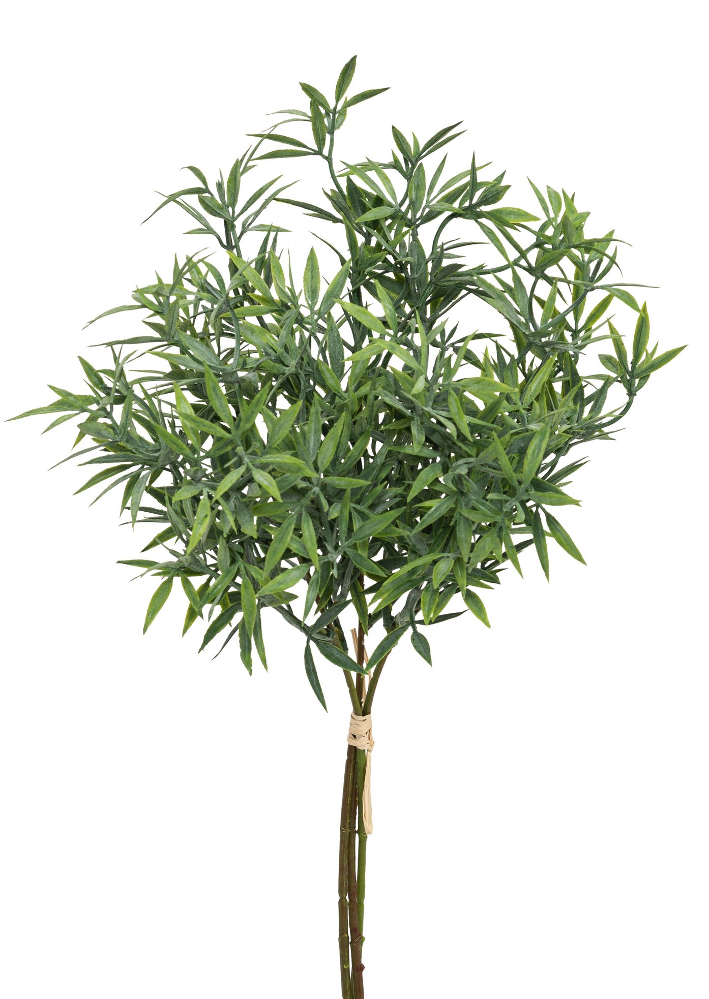 Asparagusbund x 3 39cm Farbe: grün