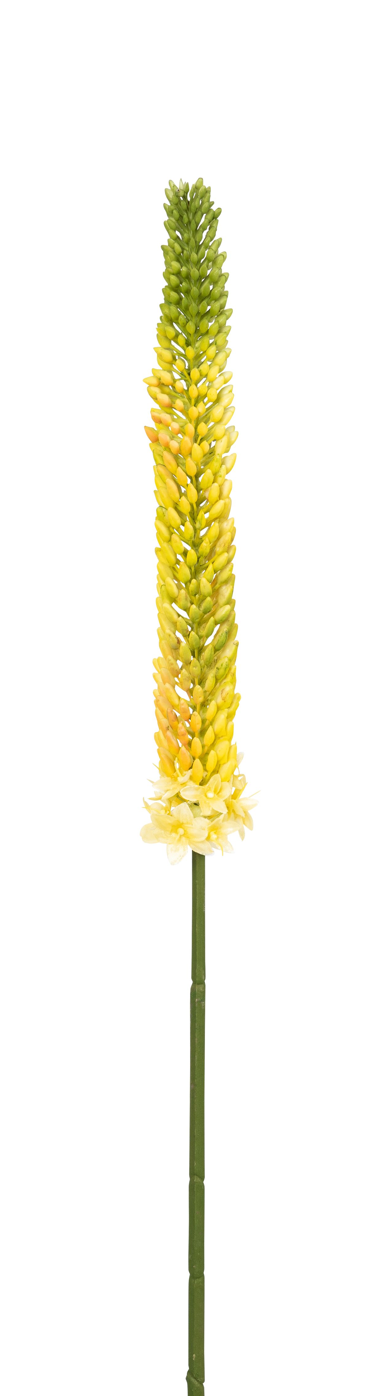 Eremurus 87cm Farbe: gelb