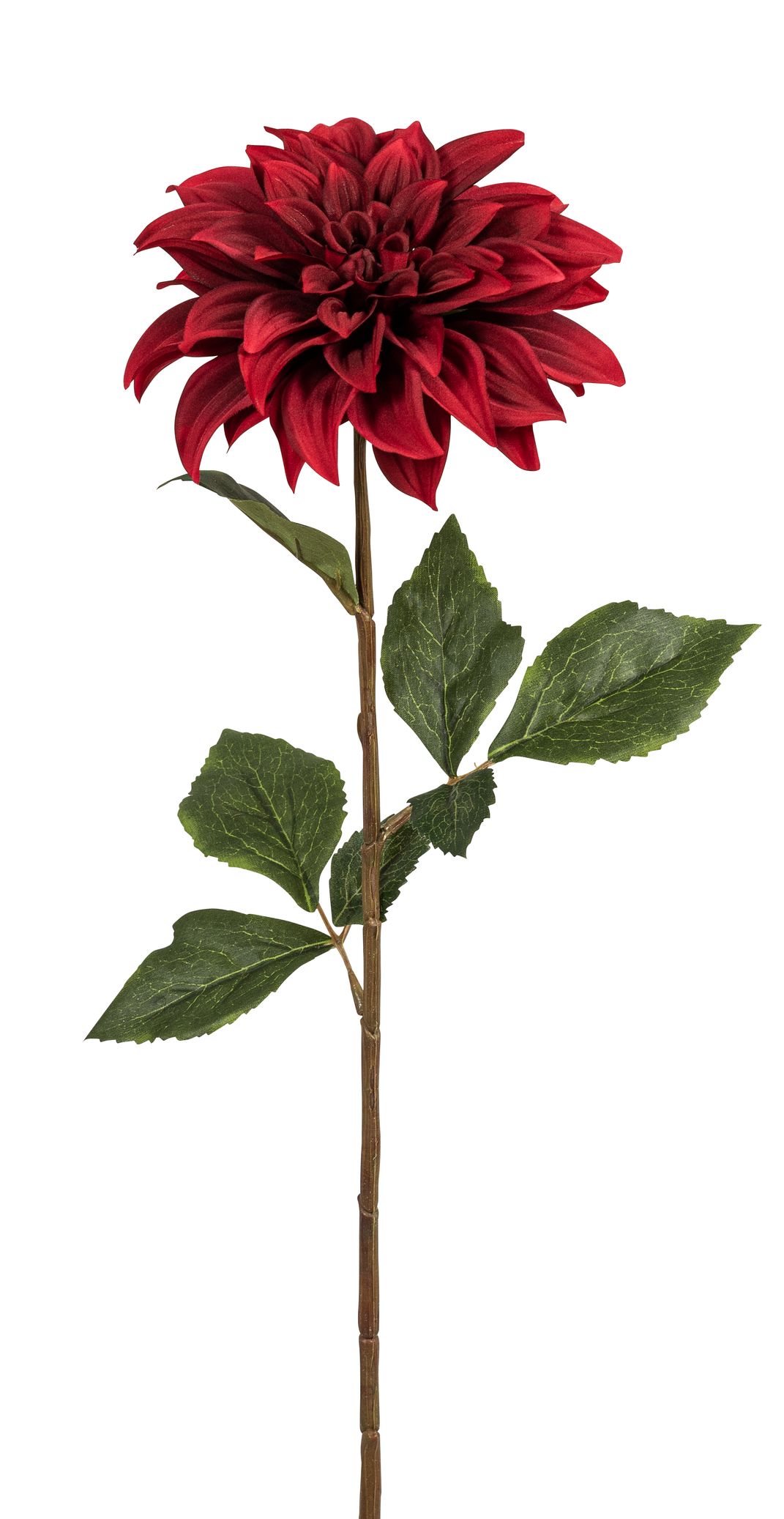 Dahlie 65cm Blütenkopf Ø ca. 16cm Farbe: cerise