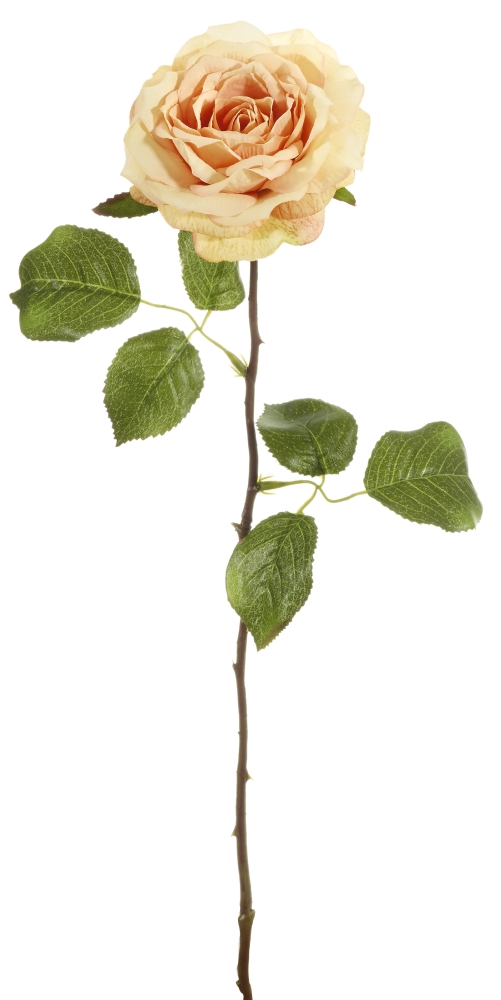 Edelrose 56cm Blütenkopf Ø ca. 9cm Farbe: gelb-lachs