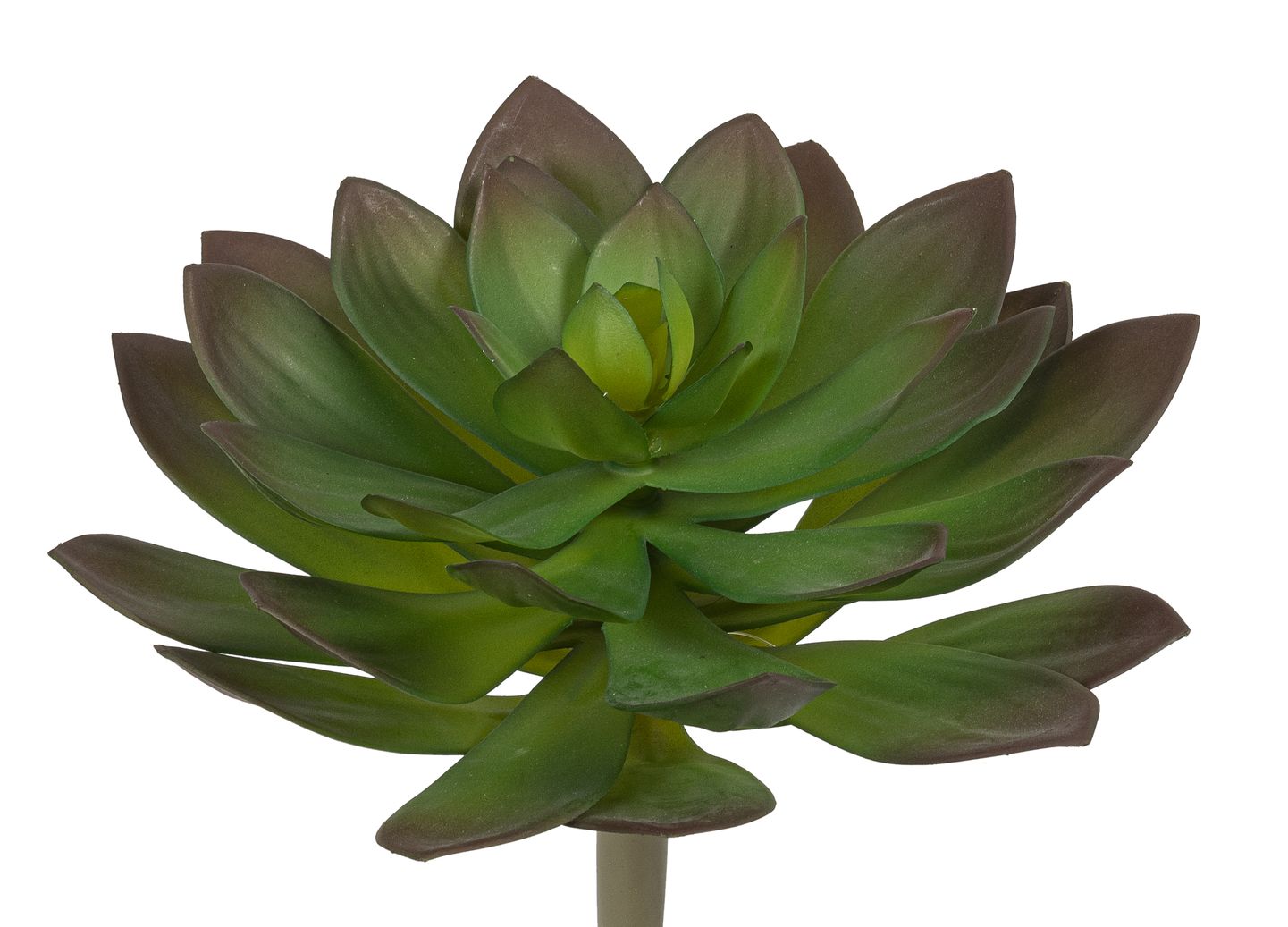 Echeveria 25cm Ø ca. 27cm Farbe: grün