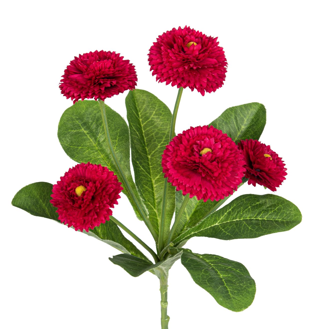 Bellisbund x 5 24cm Blütenkopf Ø ca. 3/4cm Farbe: cerise