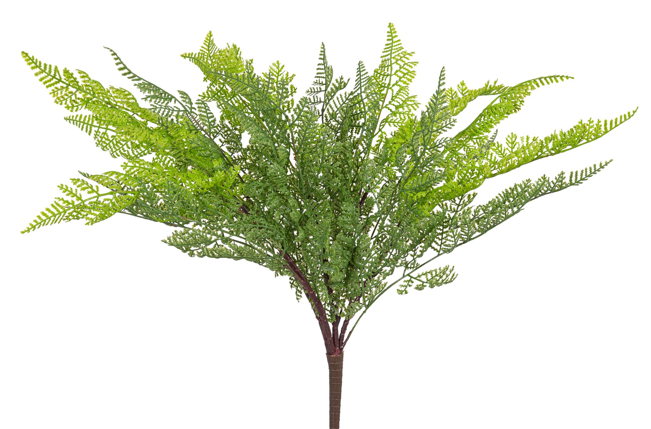 Waldfarnbusch x 5 48cm Farbe: grün