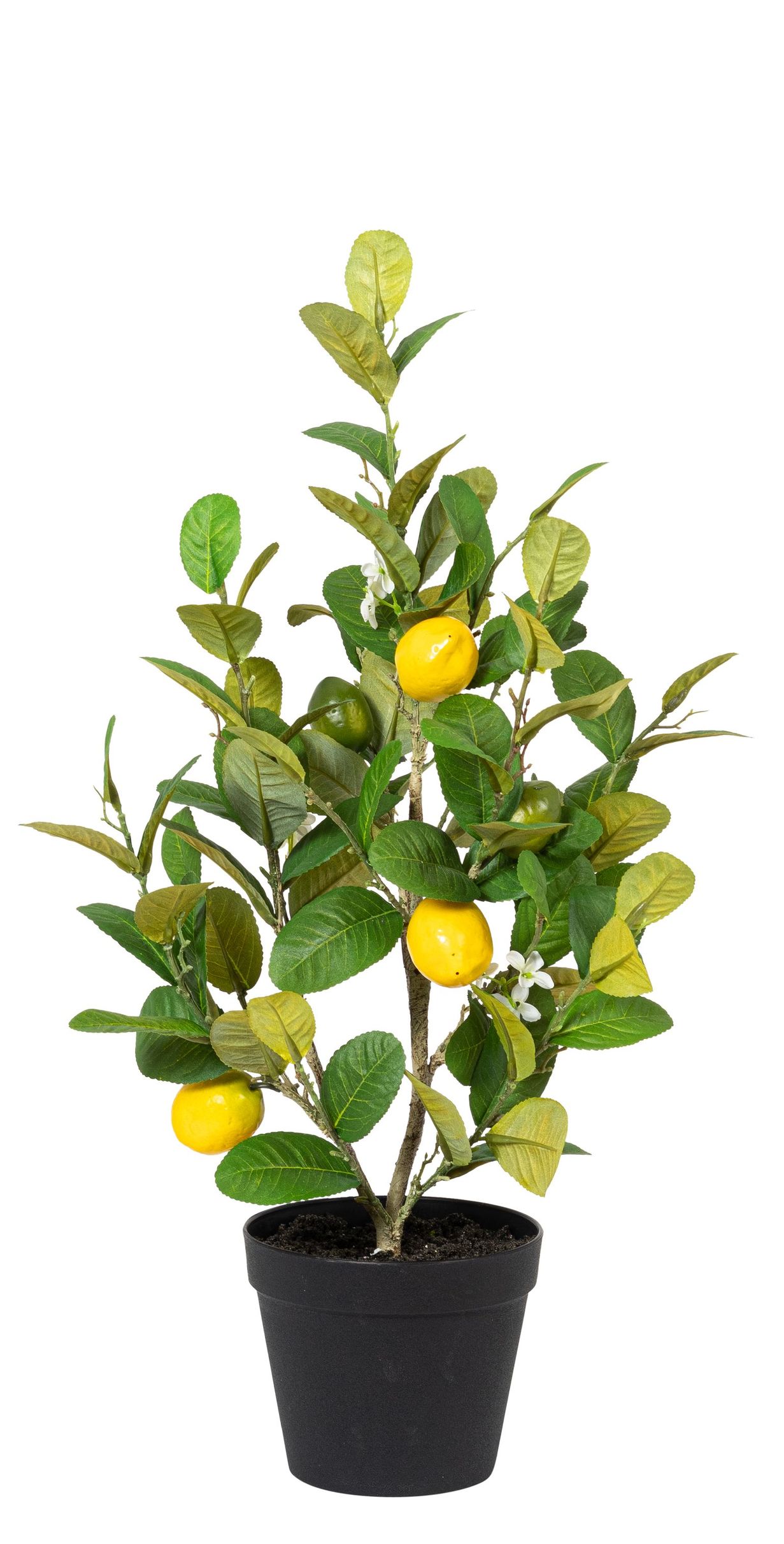 Zitronenbäumchen x 5 im Topf 65cm Zitrone ca.  4,5/6cm Farbe: gelb