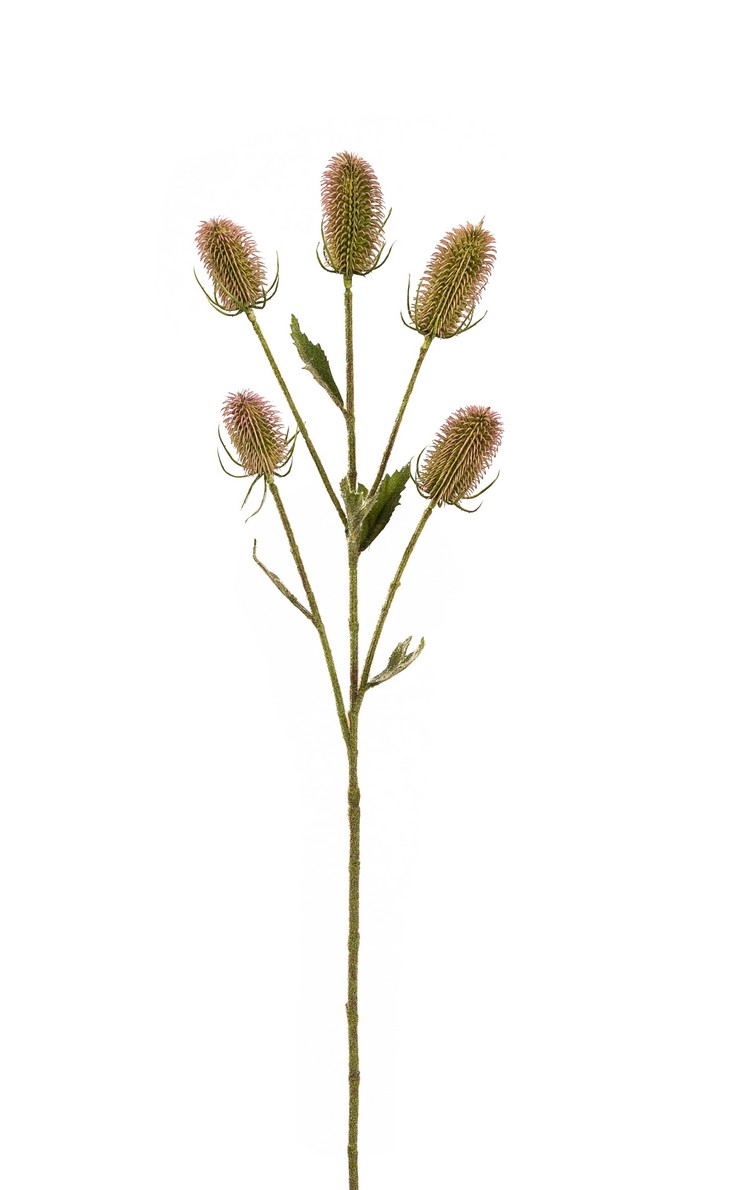Kardendistelzweig x 5 92cm Blütenkopf Ø ca. 3,5cm Farbe: rosé-grün
