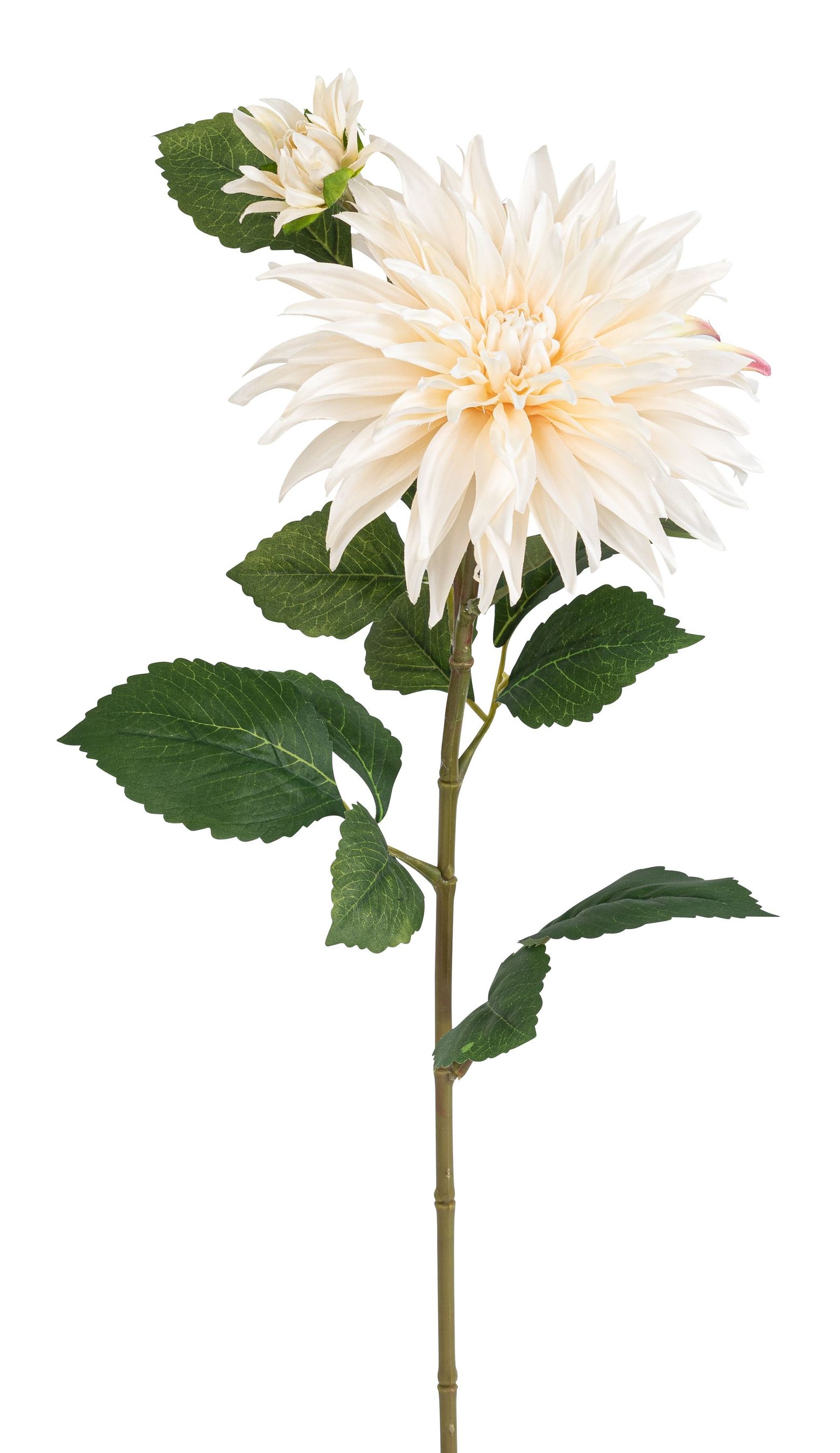 Dahlie x 2 85cm Blütenkopf Ø ca. 6/20cm Farbe: elfenbein