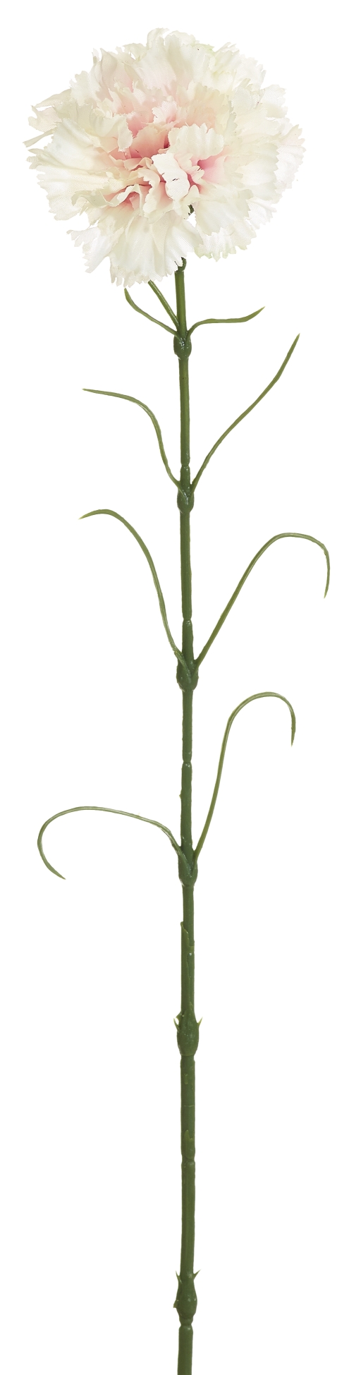Spraynelke 64cm Blütenkopf Ø ca. 8cm Farbe: rosé-weiß