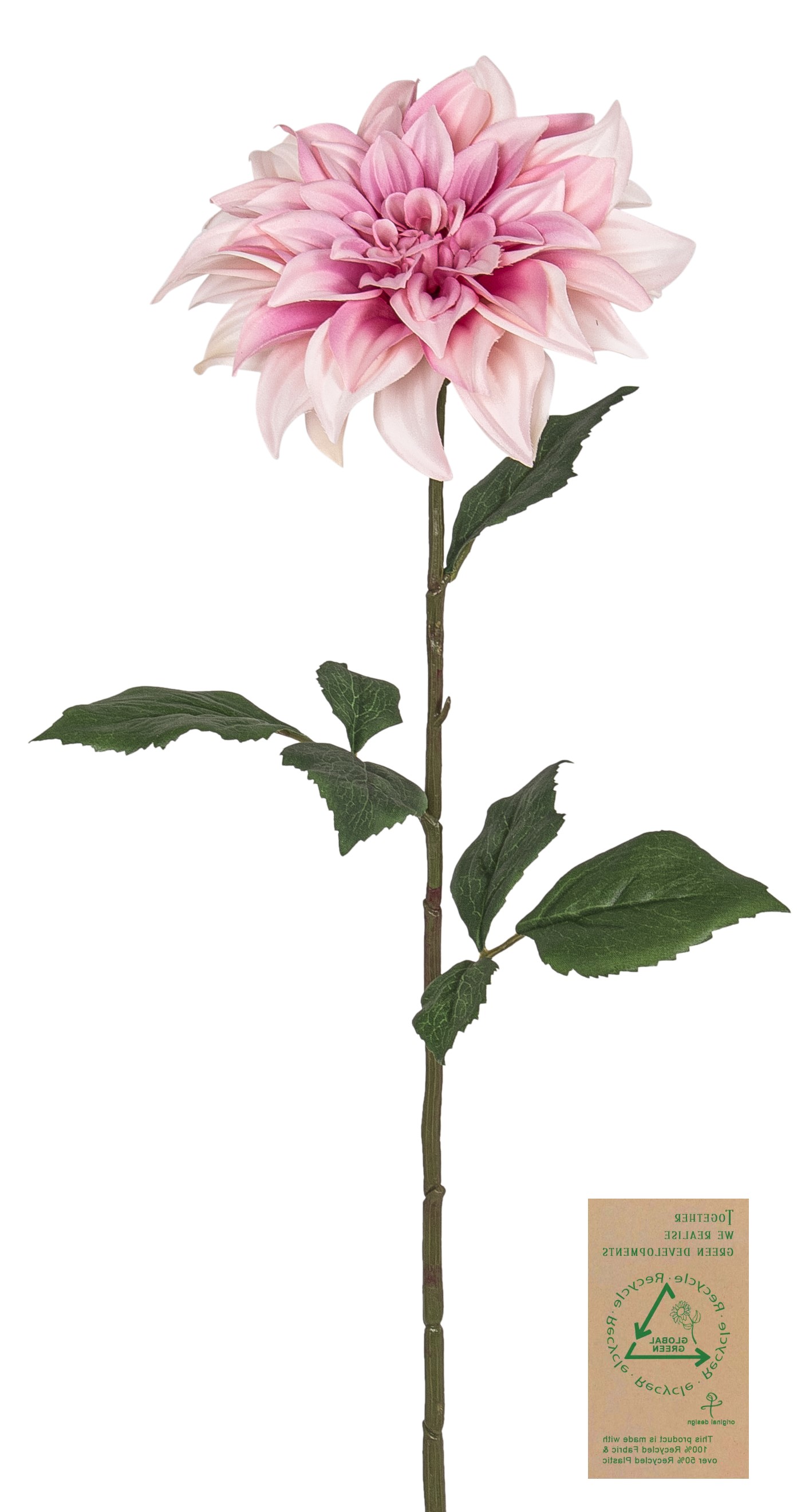 Dahlie RE 65cm Blütenkopf Ø ca. 15cm Farbe: rosé-gemischt