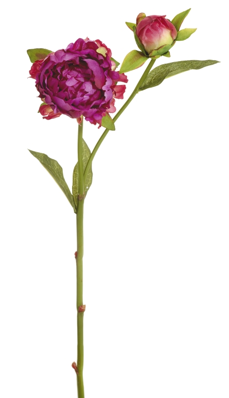 Bauernpäonie x 2 53cm Blütenkopf Ø ca. 7cm Farbe: fuchsia