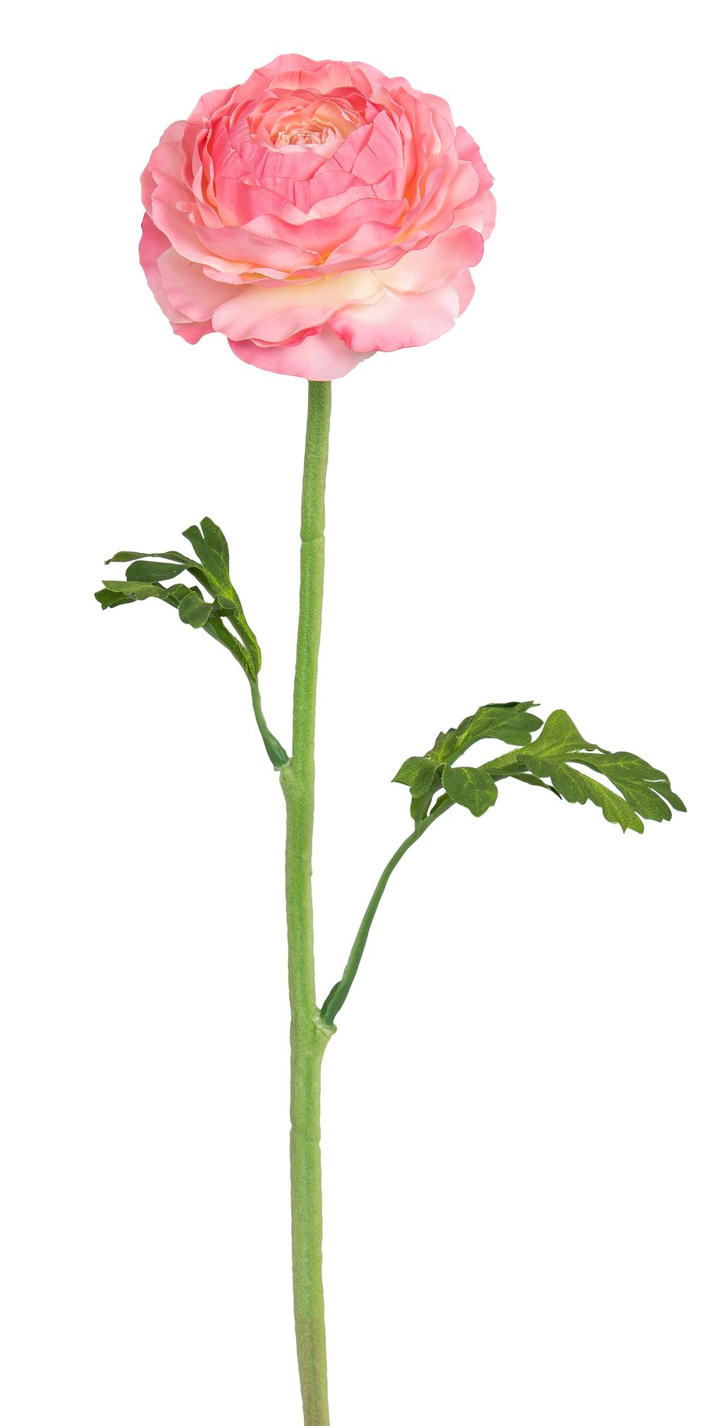 Ranunkel 50cm Blütenkopf Ø ca. 10cm Farbe: rosé-weiß