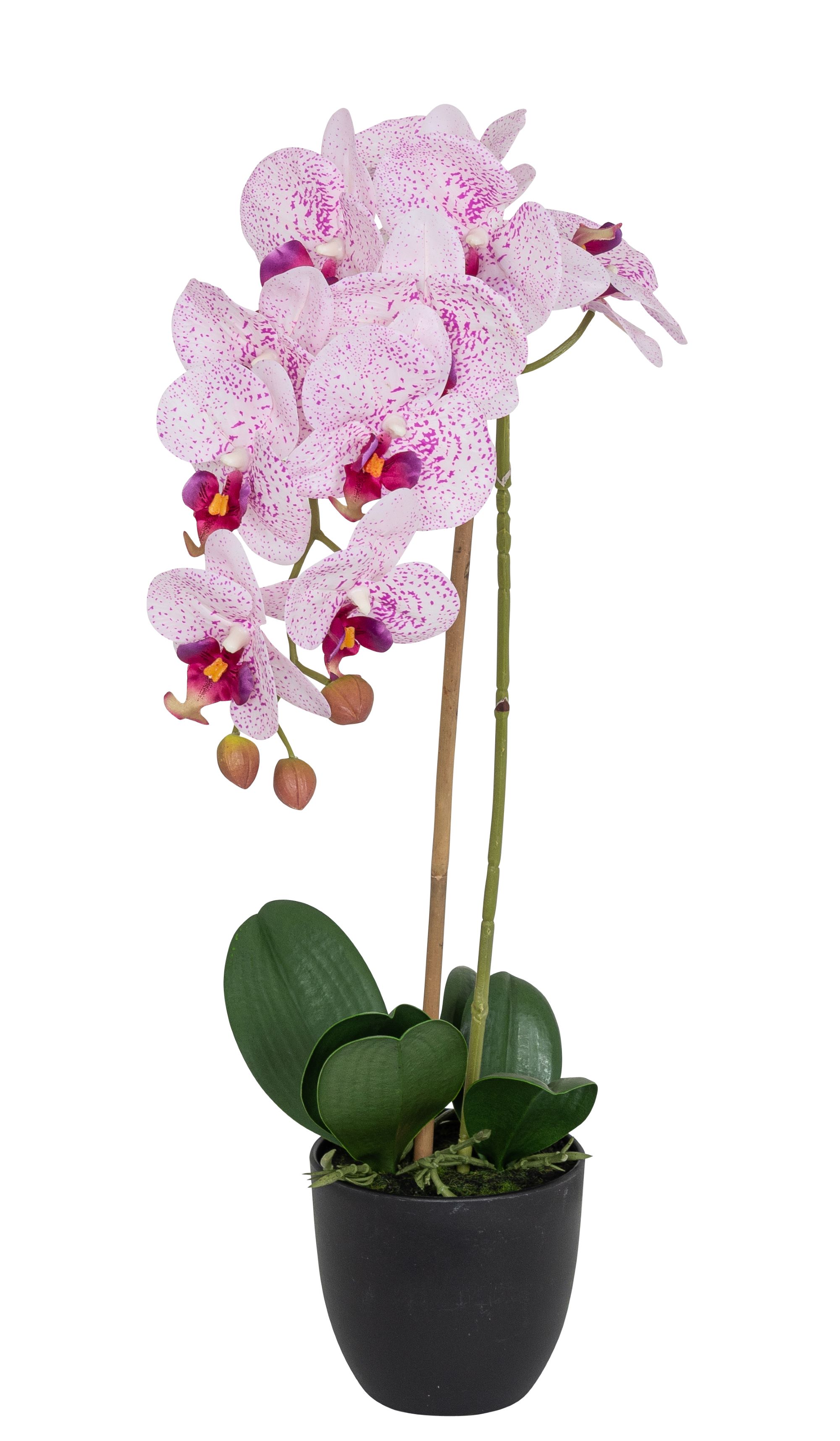 Phalaenopsis im Topf 58cm Blütenkopf Ø ca. 8/9cm Topf: Höhe ca. 10,0cm Ø oben ca. 11,0cm Ø unten ca. 6,5cm Farbe: weiß-rose