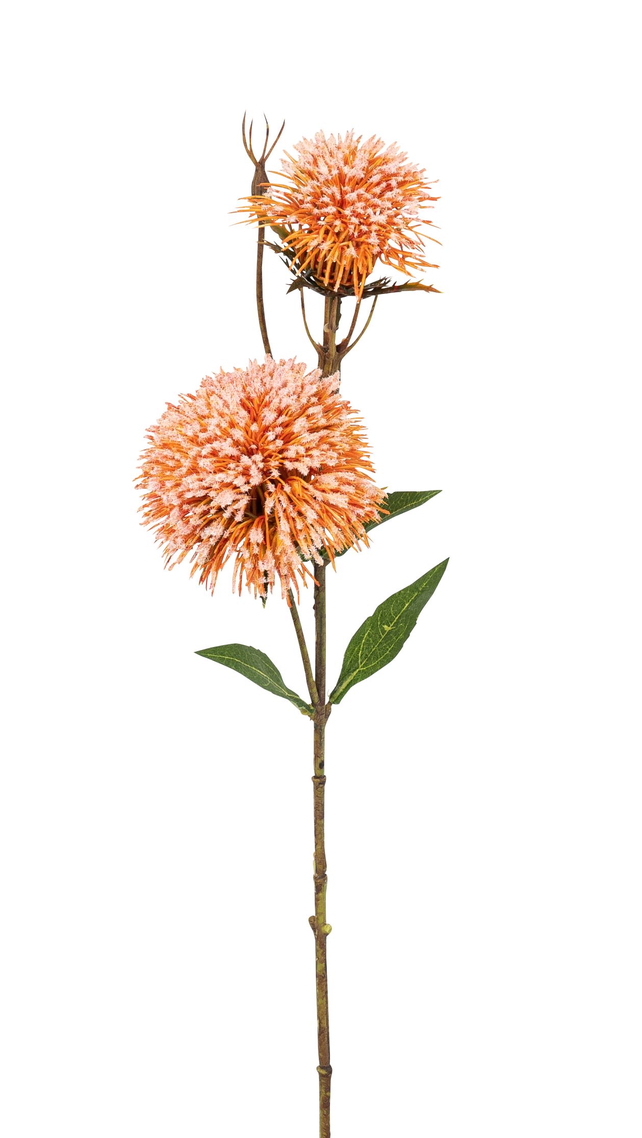 Grevillea x 2 50cm Blütenkopf Ø ca. 5/7cm Farbe: orange