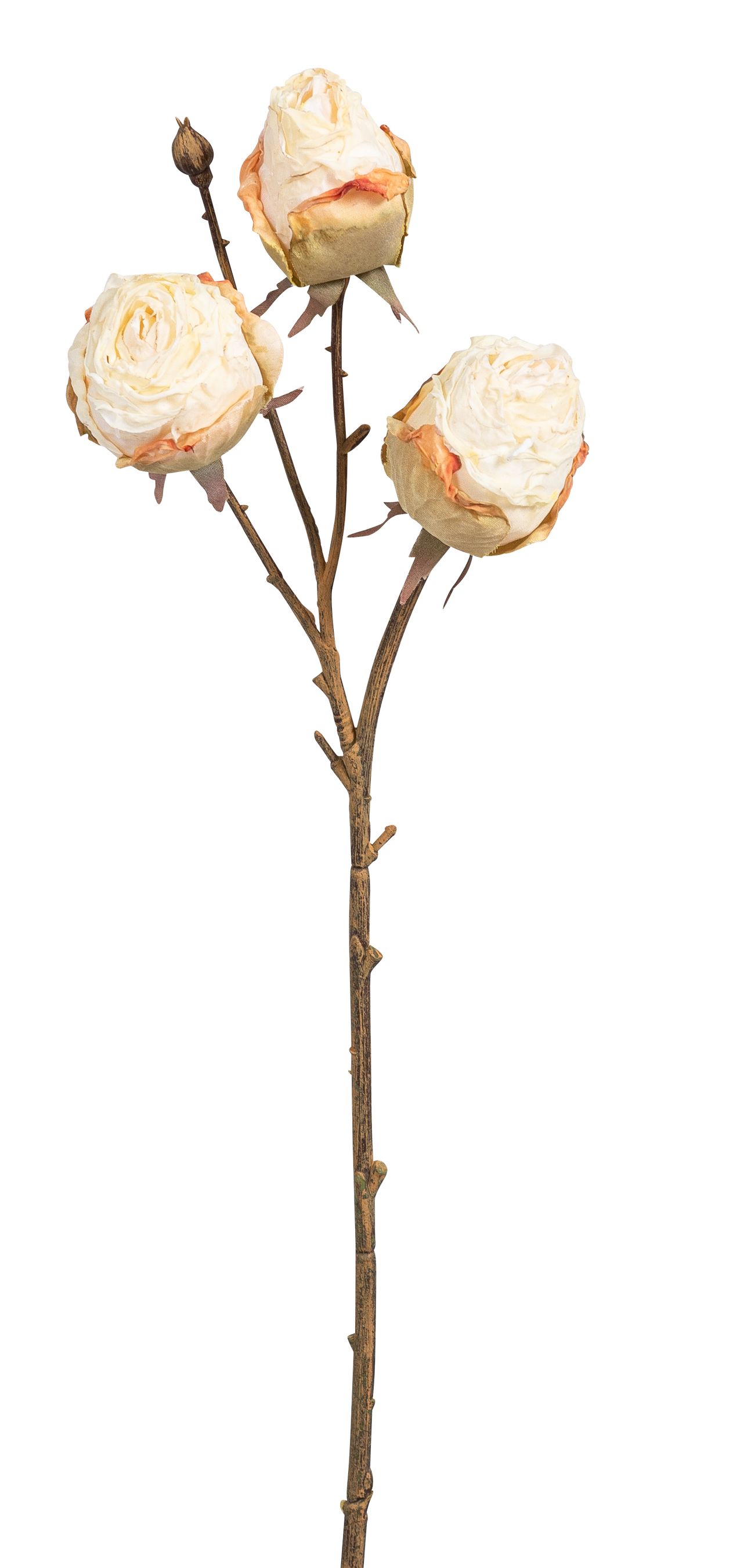 Rosenzweig x 3 44cm Blütenkopf Ø ca. 5cm Farbe: elfenbein