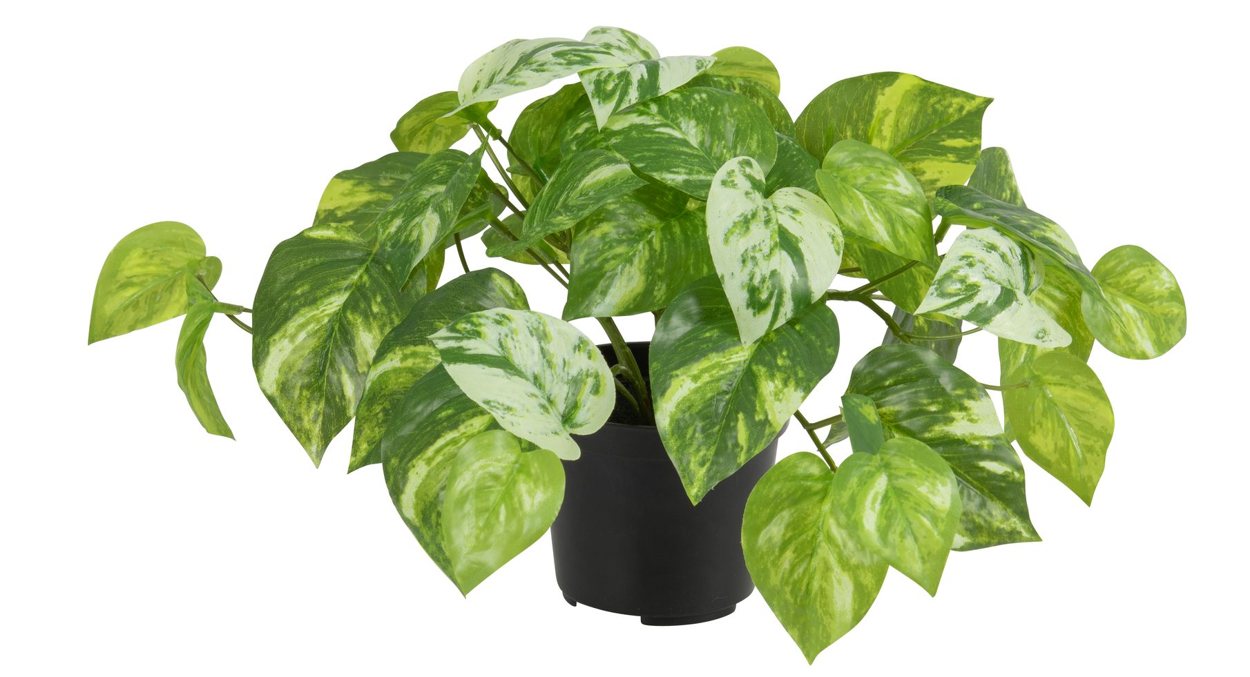 Efeutute x 43 im Topf 22cm Farbe: grün-gemischt