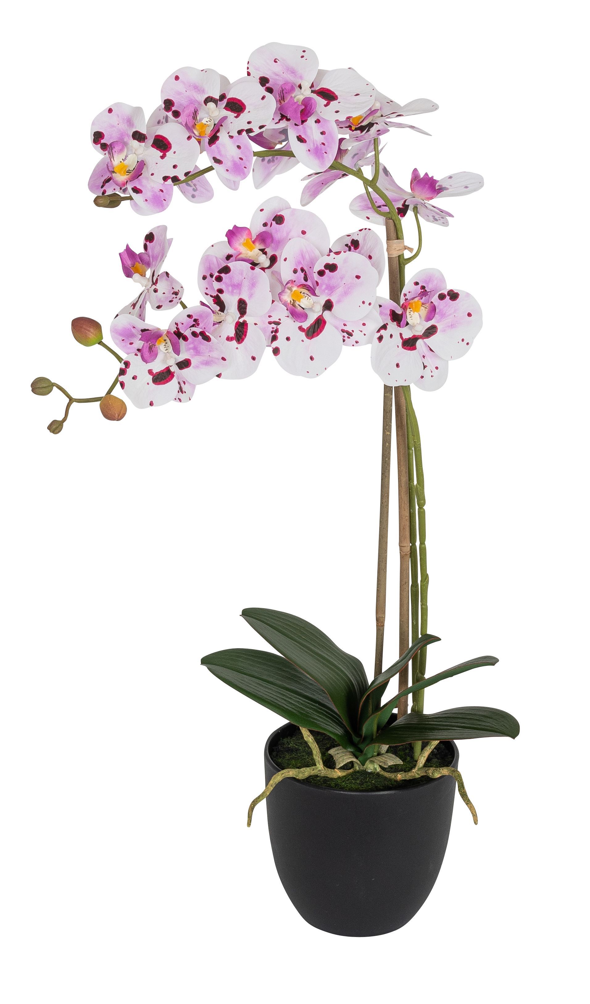 Phalaenopsis 2-fach im Topf 61cm Blütenkopf Ø ca. 8/9cm Topf: Höhe ca. 13,0cm Ø oben ca. 13,5cm Ø unten ca. 8,0cm Farbe: lila-weiß
