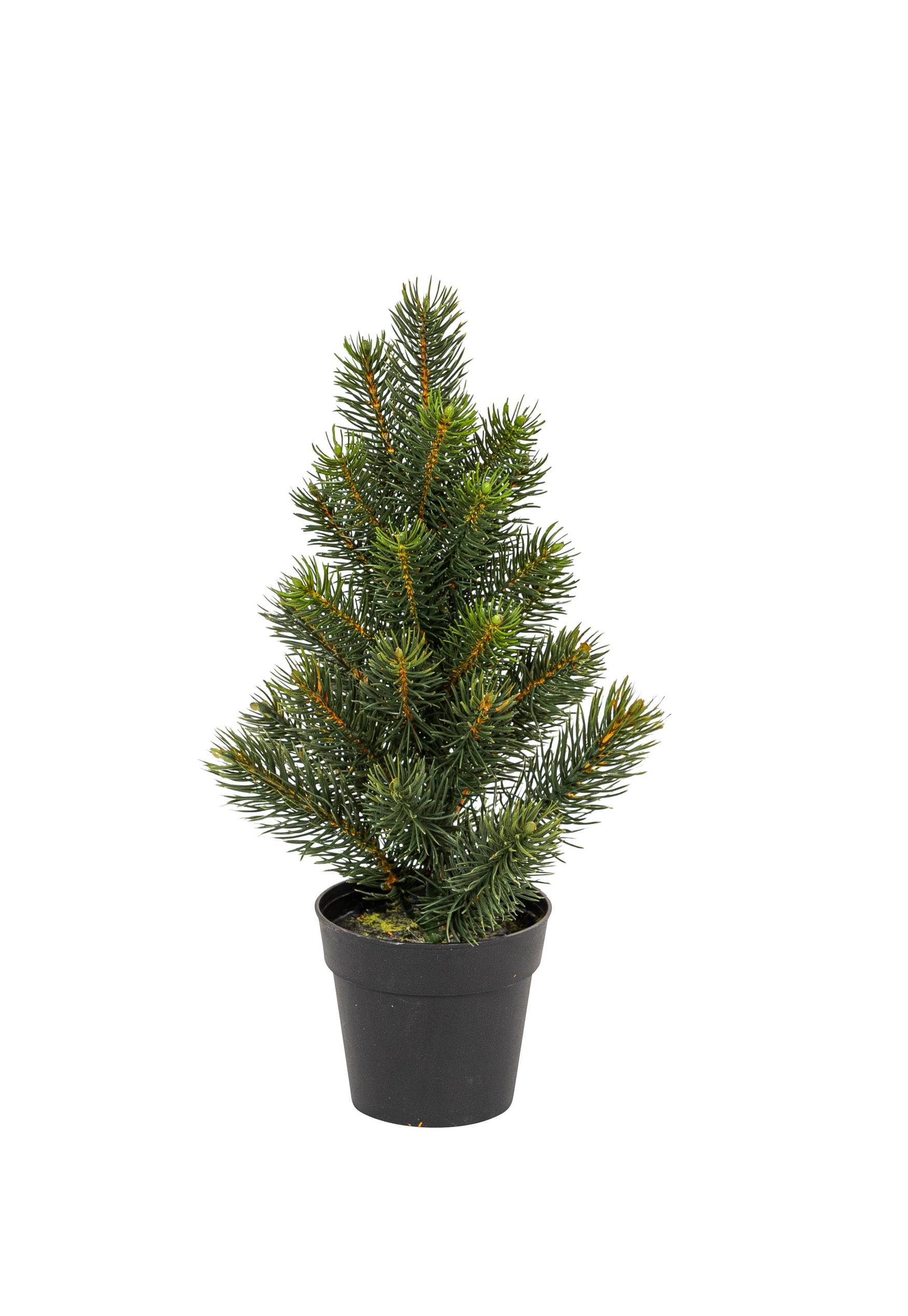 Tannenbaum x 31 im Topf 36cm Farbe: dunkelgrün