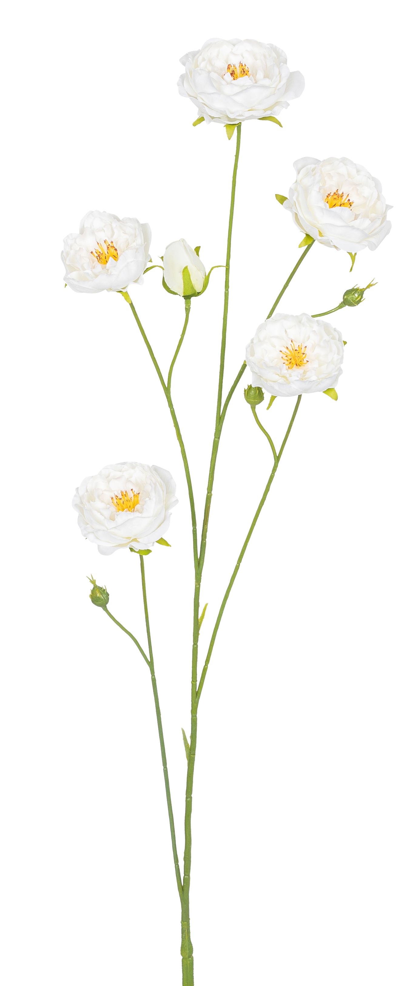 Rosenzweig x 7 89cm Blütenkopf Ø ca. 2,5/6/7,5cm Farbe: elfenbein