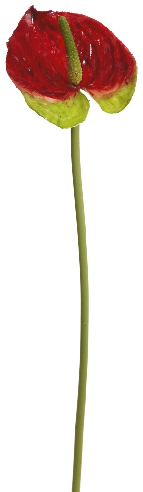 Anthurie 41cm Blütenkopf Ø ca. 6,5cm Farbe: rot-grün