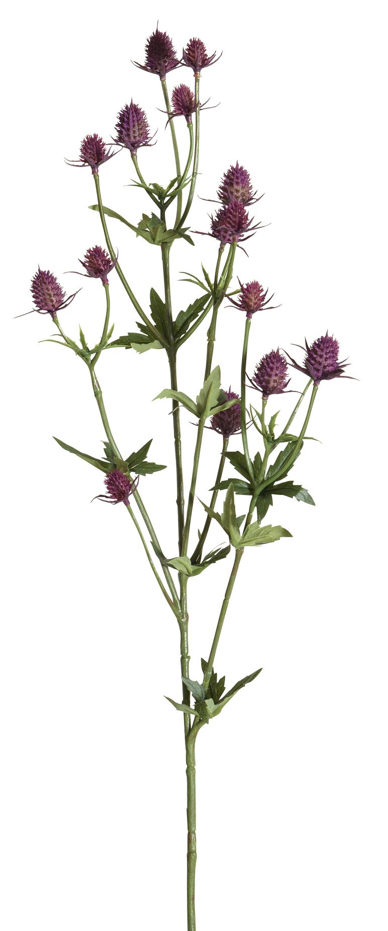 Edeldistelzweig x 16 83cm Blütenkopf Ø ca. 1,5/2cm Farbe: dunkellila
