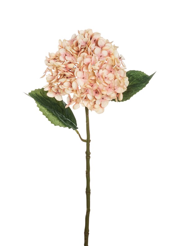 Hortensie 55cm Blütenkopf Ø ca. 15cm Farbe: creme-rosé
