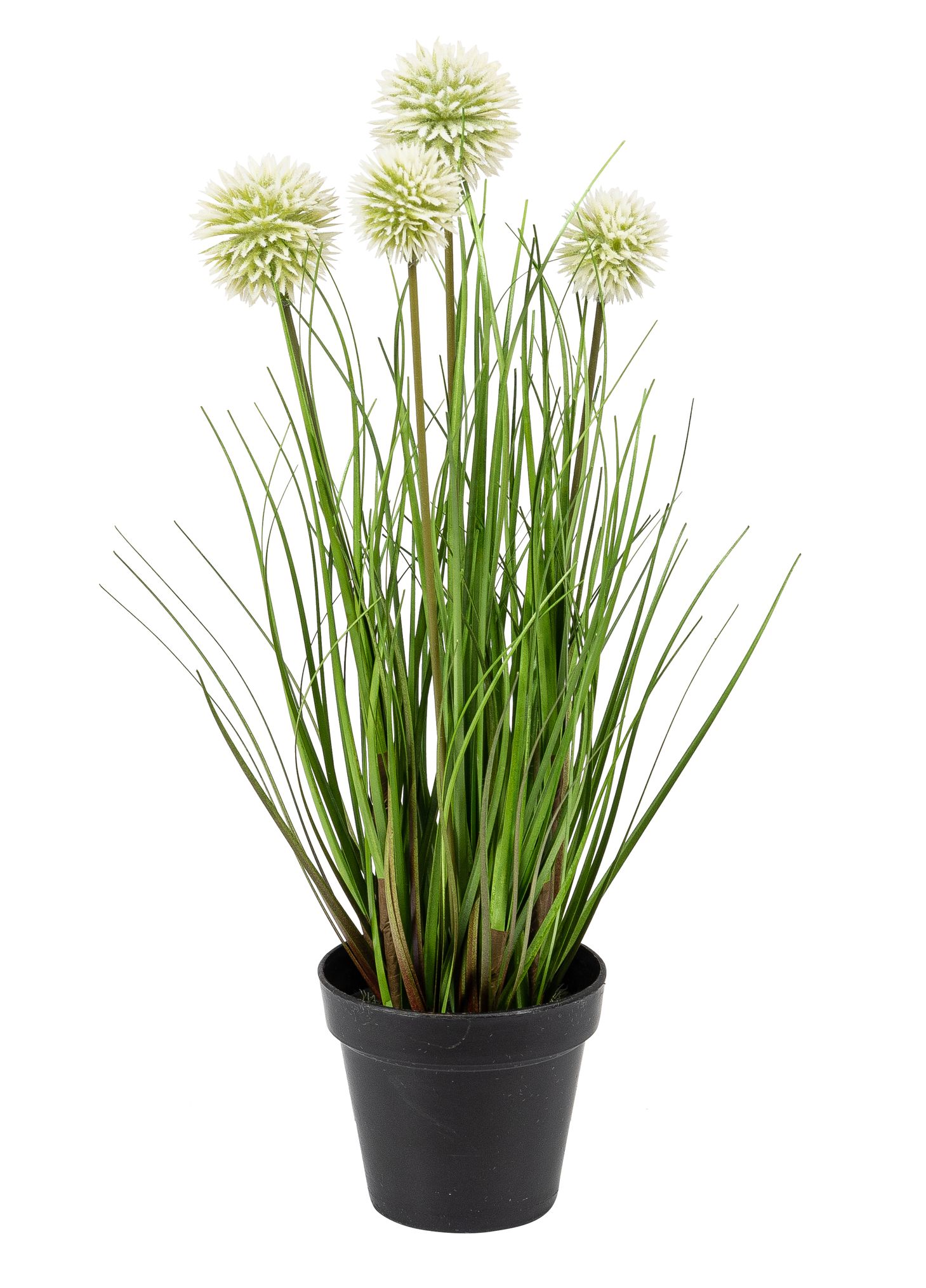 Kugelgras x 4 im Topf 31cm Farbe: weiß