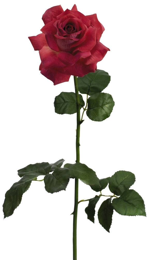 Gala-Edelrose 83cm Blütenkopf Ø ca. 10cm Farbe: altrosé