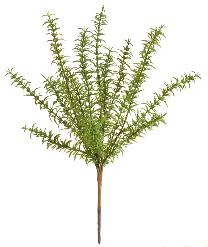 Asparagusbusch x 15 44cm Farbe: grün