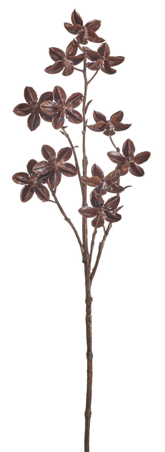 Aniszweig 5-fach 62cm Farbe: dunkelbraun